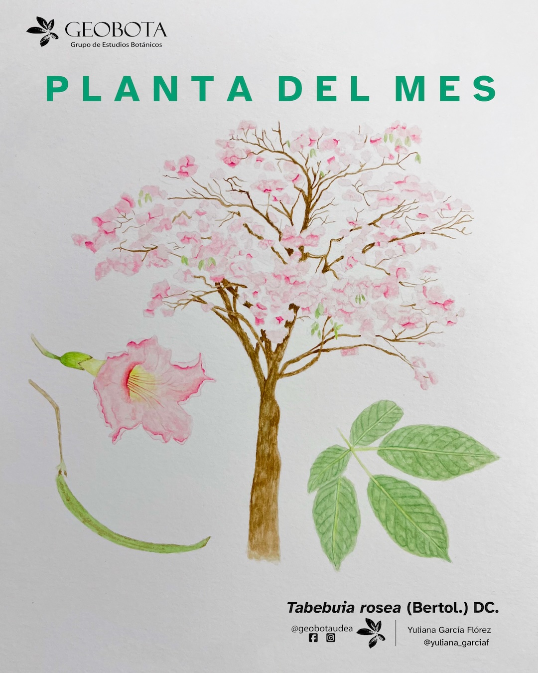 Ilustración botánica a color de Aiphanes horrida (Jacq.) Burret, mostrando diferentes vistas de la planta. En el centro de la imagen se incluye el hábito. En la derecha un detalle de una hoja. En la izquierda una infrutescencia y un fruto partido. En la esquina superior izquierda aparece el logo del Grupo de Estudios Botánicos GEOBOTA. En la esquina superior derecha dice «Planta del mes». En la parte inferior, se encuentran los créditos de la ilustración @adrianasaninilustradora y @geobotaudea.