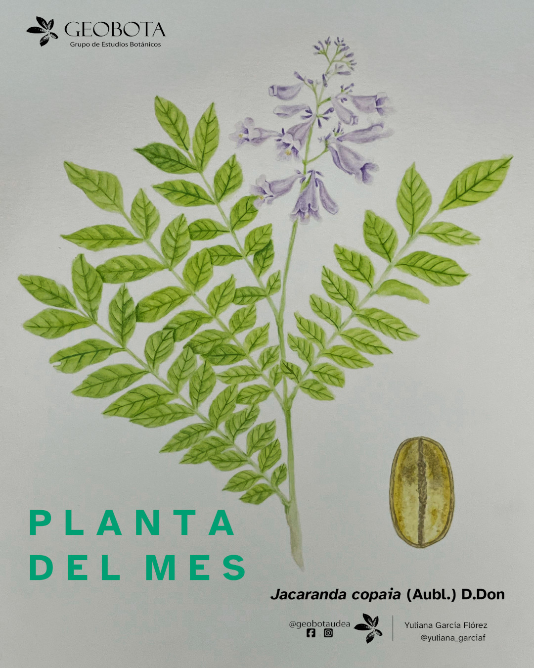 Ilustración botánica a color de Jacaranda copaia (Aubl.) D.Don, mostrando diferentes vistas de la planta. En el centro de la imagen se incluye el hábito. En la derecha un detalle de una semilla. En la esquina superior izquierda aparece el logo del Grupo de Estudios Botánicos GEOBOTA. En la esquina superior derecha dice «Planta del mes». En la parte inferior, se encuentran los créditos de la ilustración @adrianasaninilustradora y @geobotaudea.