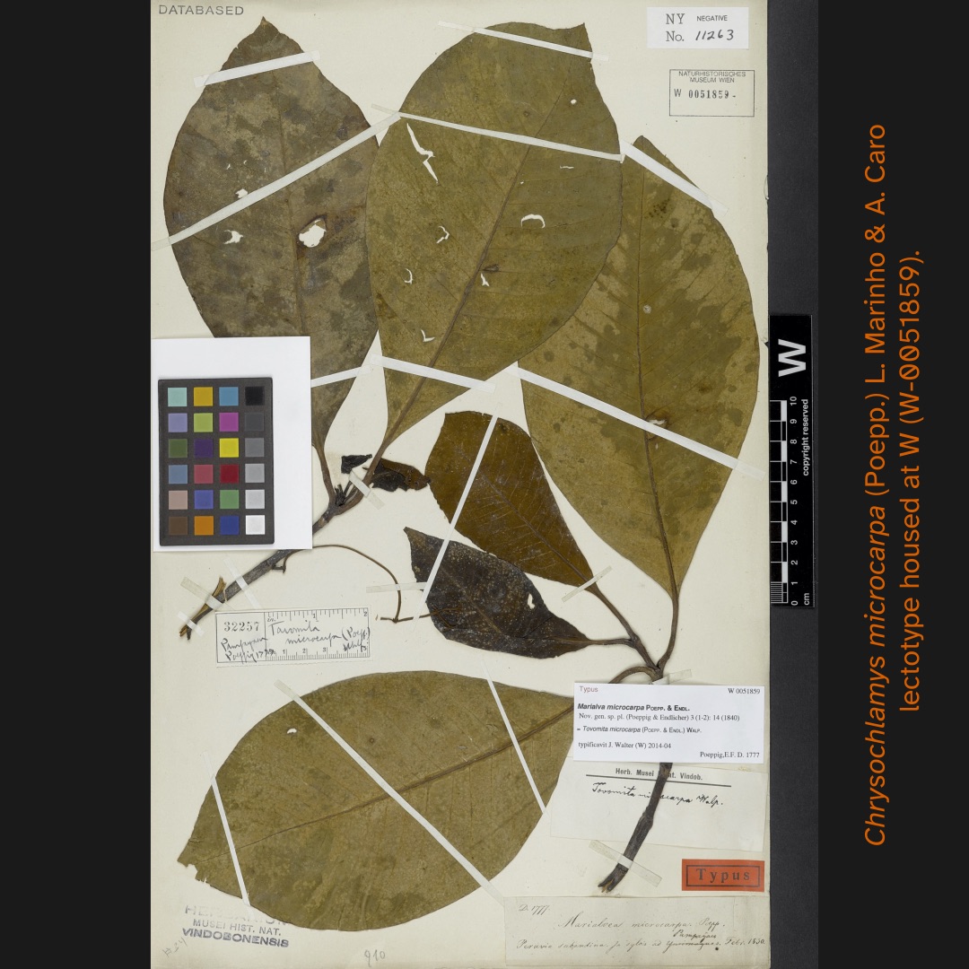 Fotografía de una muestra de herbario correspondiente a Chrysochlamys microcarpa (Poepp.) L. Marinho & A. Caro, lectotipo alojado en el Herbario W (W-051859). Se observa una hoja grande y desgastada, con varias piezas de la planta adheridas y etiquetadas. A la izquierda, una carta de colores y una regla para referencia. Texto en el borde derecho: 'Chrysochlamys microcarpa (Poepp.) L. Marinho & A. Caro, lectotype housed at W (W-051859)'.