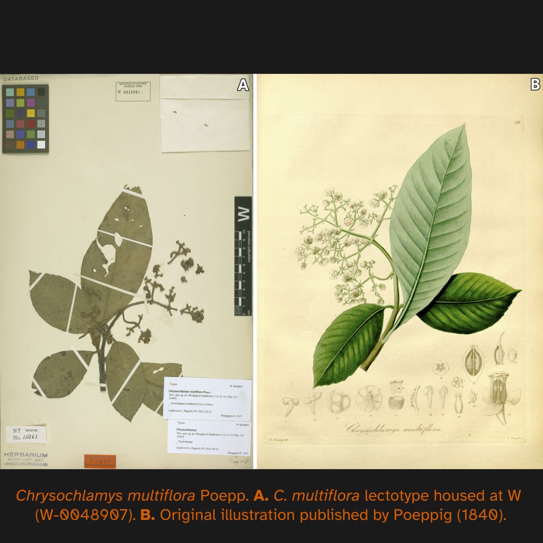 Comparación de dos imágenes. A la izquierda, una hoja de herbario correspondiente a Chrysochlamys multiflora Poepp., lectotipo alojado en el Herbario W (W-048907), que muestra una planta con hojas y flores en estado de descomposición. A la derecha, una ilustración original publicada por Poeppig en 1840 que muestra la misma especie con hojas y flores detalladas. Texto en la parte inferior: «Chrysochlamys multiflora Poepp. A. C. multiflora lectotype housed at W (W-048907). B. Original illustration published by Poeppig (1840)».