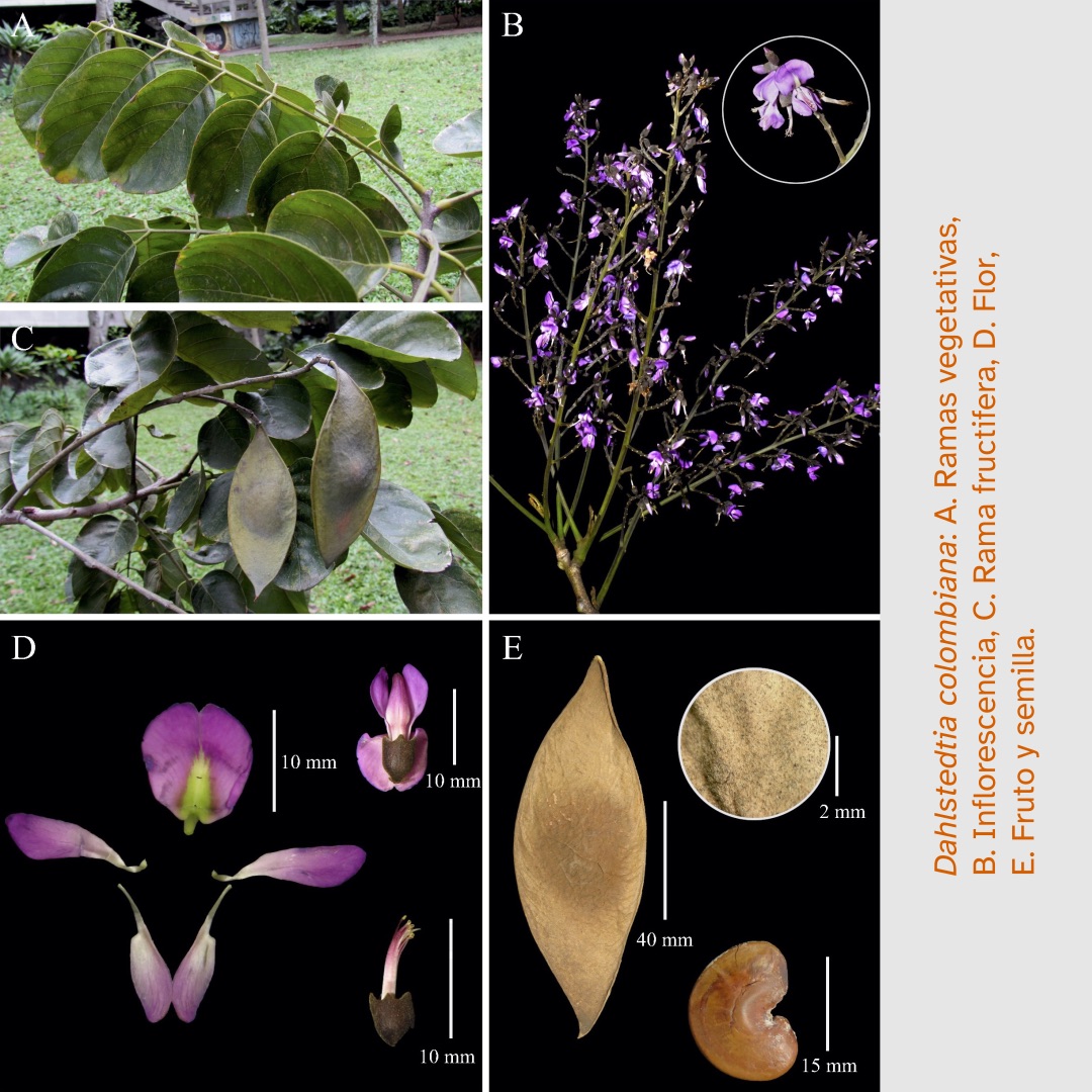 La imagen es un collage de seis fotografías etiquetadas de la A a la F, cada una mostrando diferentes partes de una especie de planta. A: Ramas con hojas verdes con la luz del sol filtrándose a través de ellas. B: Flores moradas en una inflorescencia. C: Vainas de semillas marrones colgando de las ramas. D: Componentes individuales de la flor morada desarmados y medidos contra una escala. E: Un fruto y una semilla. Al lado un texto que dice: «Dahlstedtia colombiana: A. Ramas vegetativas, B. Inflorescencia, C. Rama fructífera, D. Flor, E. Fruto y semilla».