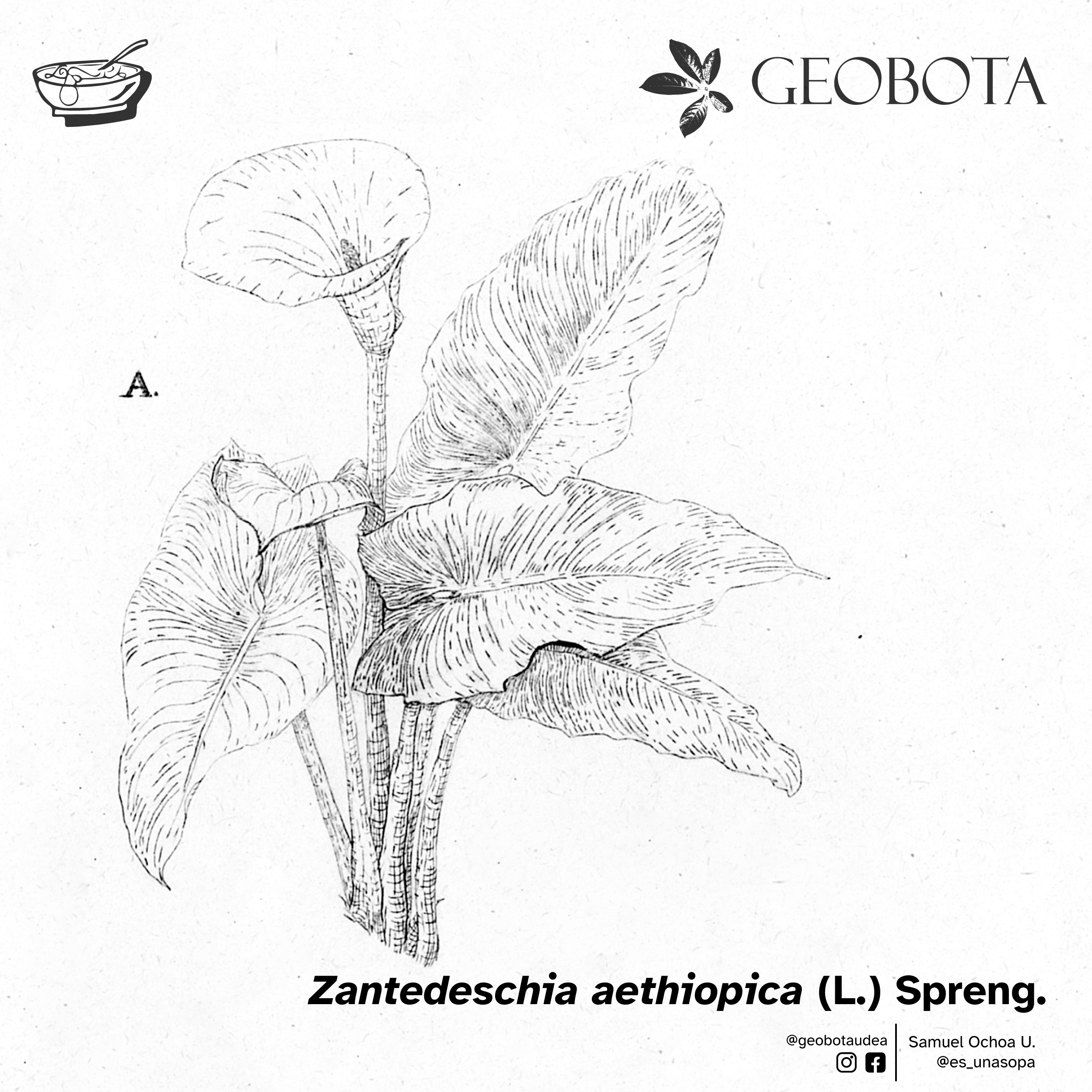 Ilustración de la planta completa de Zantedeschia aethiopica. Una representación botánica que muestra la estructura general de esta especie: hojas grandes, brillantes y acorazonadas, y su característica espata blanca rodeando el espádice.