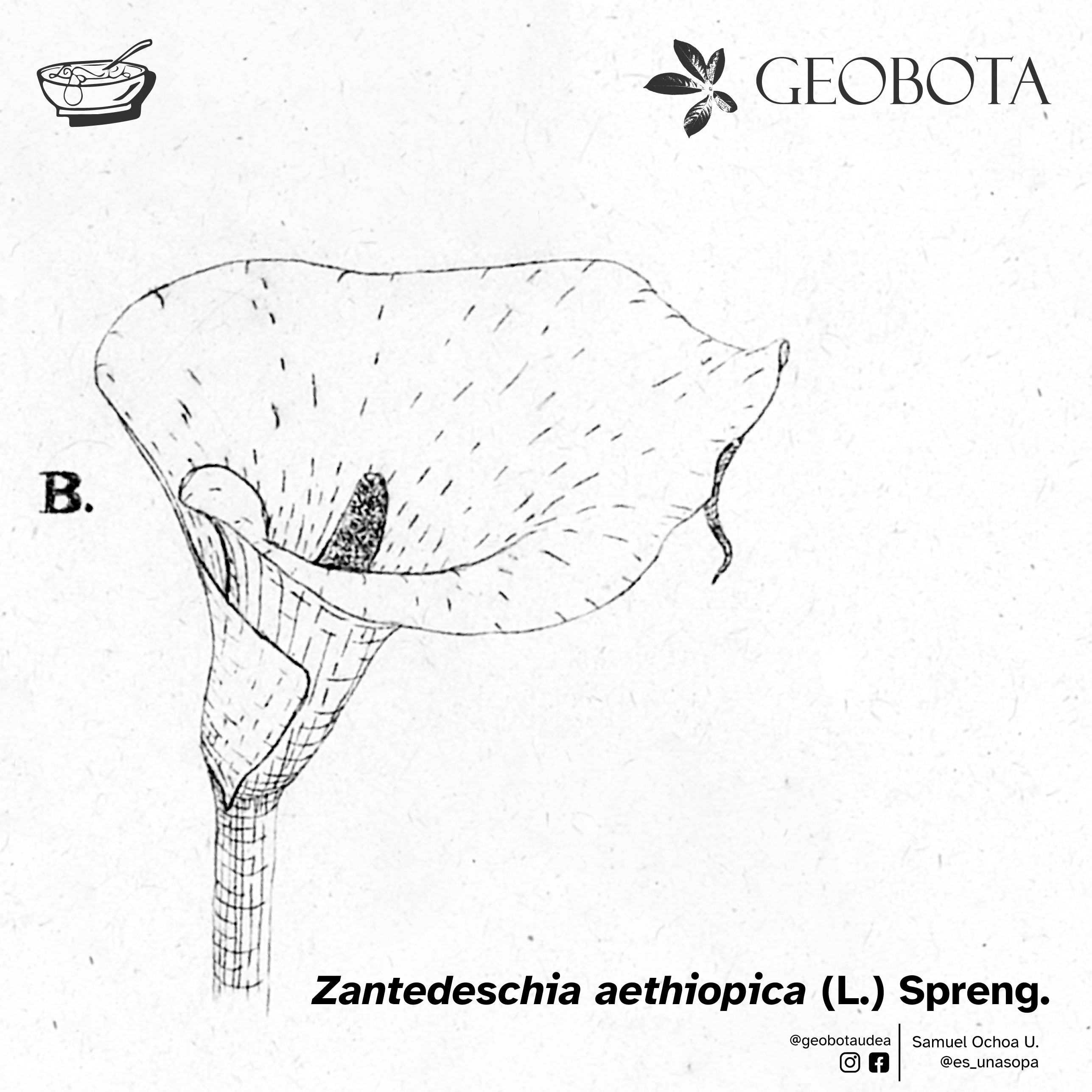 Detalle del espádice y la espata de Zantedeschia aethiopica. Ilustración que resalta las diminutas flores agrupadas en el espádice y su envoltura blanca, de forma acampanada.