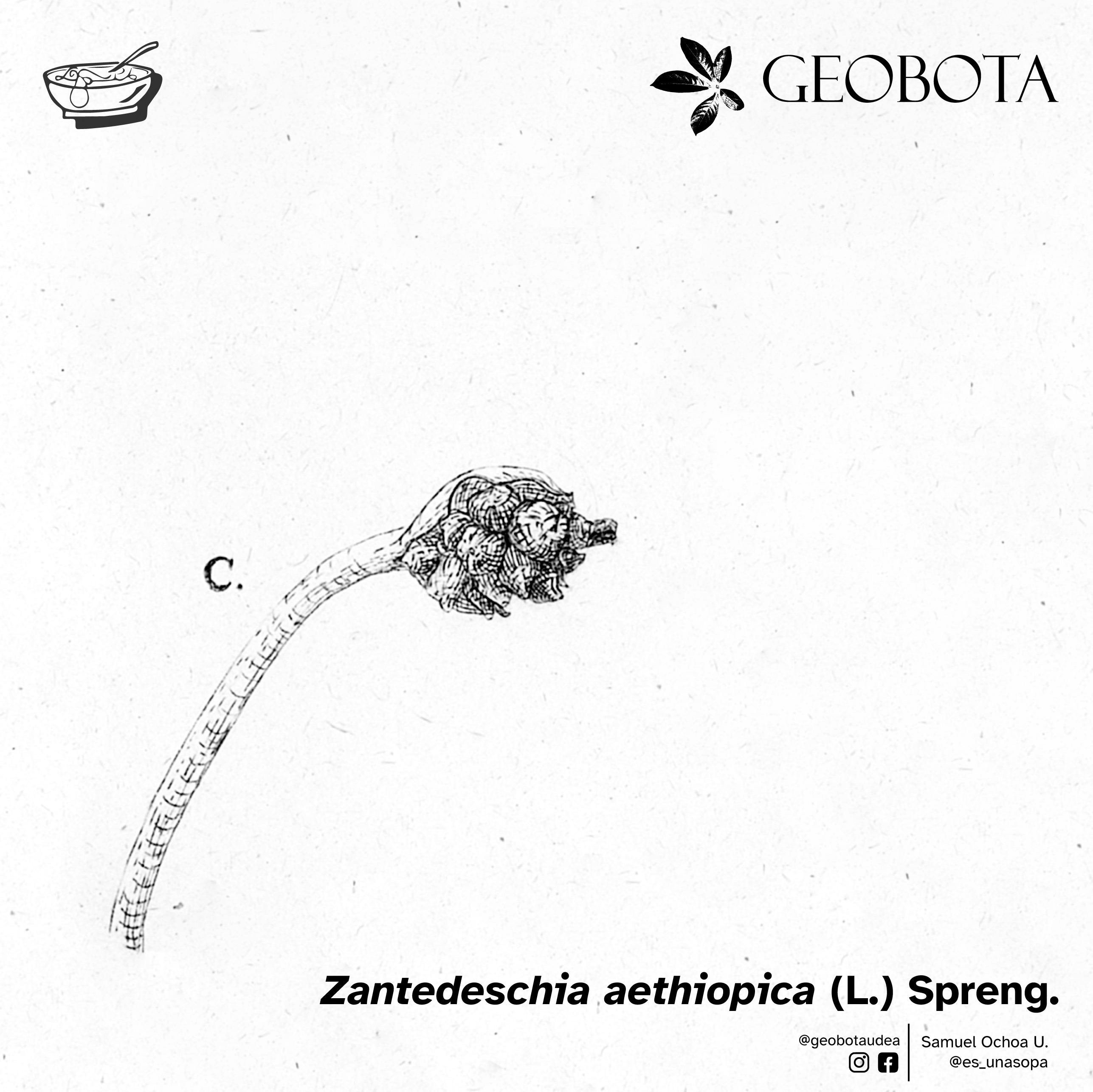 Detalle del fruto de Zantedeschia aethiopica. Ilustración botánica del fruto, que se presenta como una baya en desarrollo, típicamente de color verde.