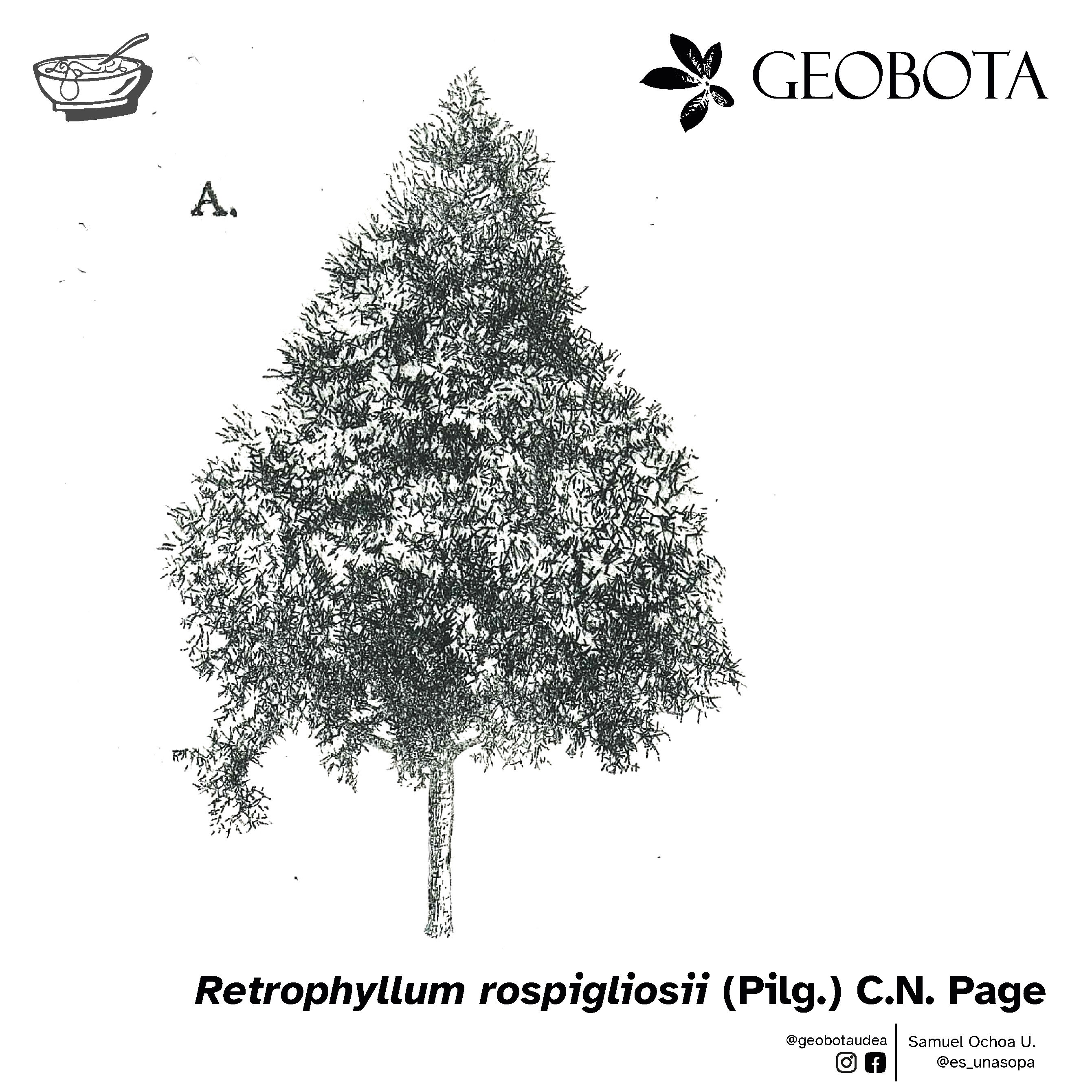 Ilustración botánica del árbol completo de Retrophyllum rospigliosii (pino colombiano), mostrando su porte majestuoso con forma de cono. En la parte inferior, se encuentran los créditos de la ilustración y las redes sociales de GEOBOTA, @geobotaudea y Samuel Ochoa U., @es_unasopa.