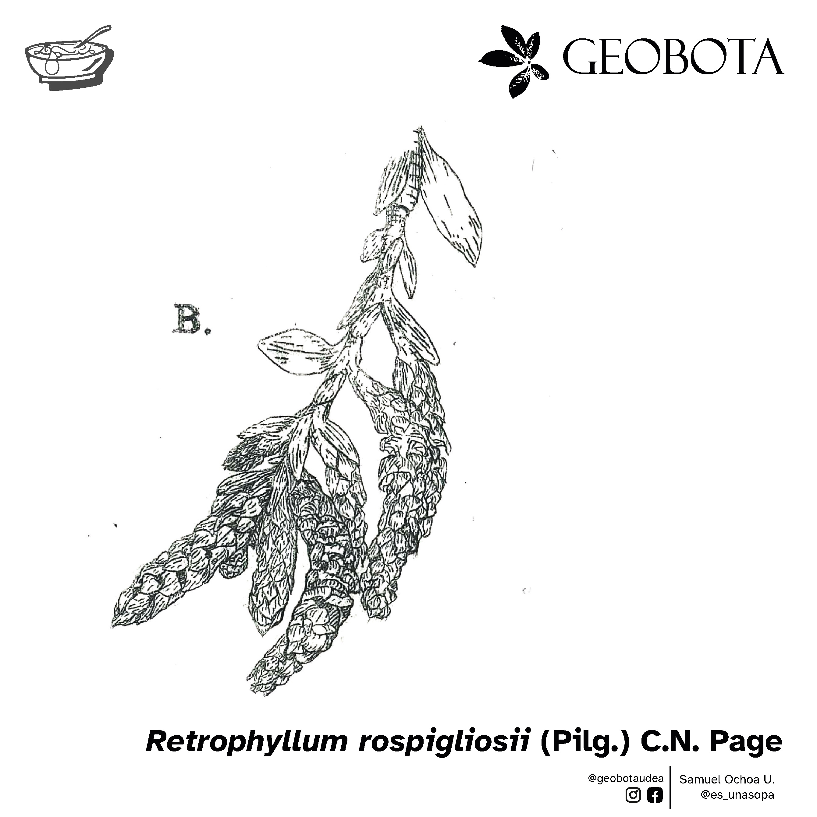 Ilustración botánica mostrando el detalle de los conos masculinos de Retrophyllum rospigliosii, alargados y agrupados. En la parte inferior, se encuentran los créditos de la ilustración y las redes sociales de GEOBOTA, @geobotaudea y Samuel Ochoa U., @es_unasopa.