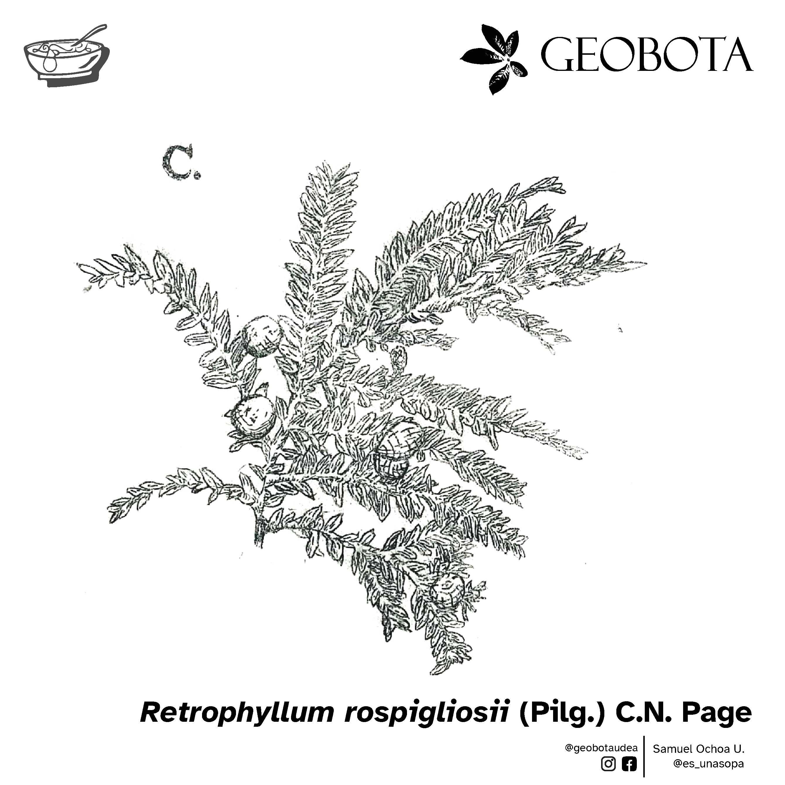 Ilustración botánica mostrando el detalle de los falsos frutos (epimacio) de Retrophyllum rospigliosii. En la parte inferior, se encuentran los créditos de la ilustración y las redes sociales de GEOBOTA, @geobotaudea y Samuel Ochoa U., @es_unasopa.