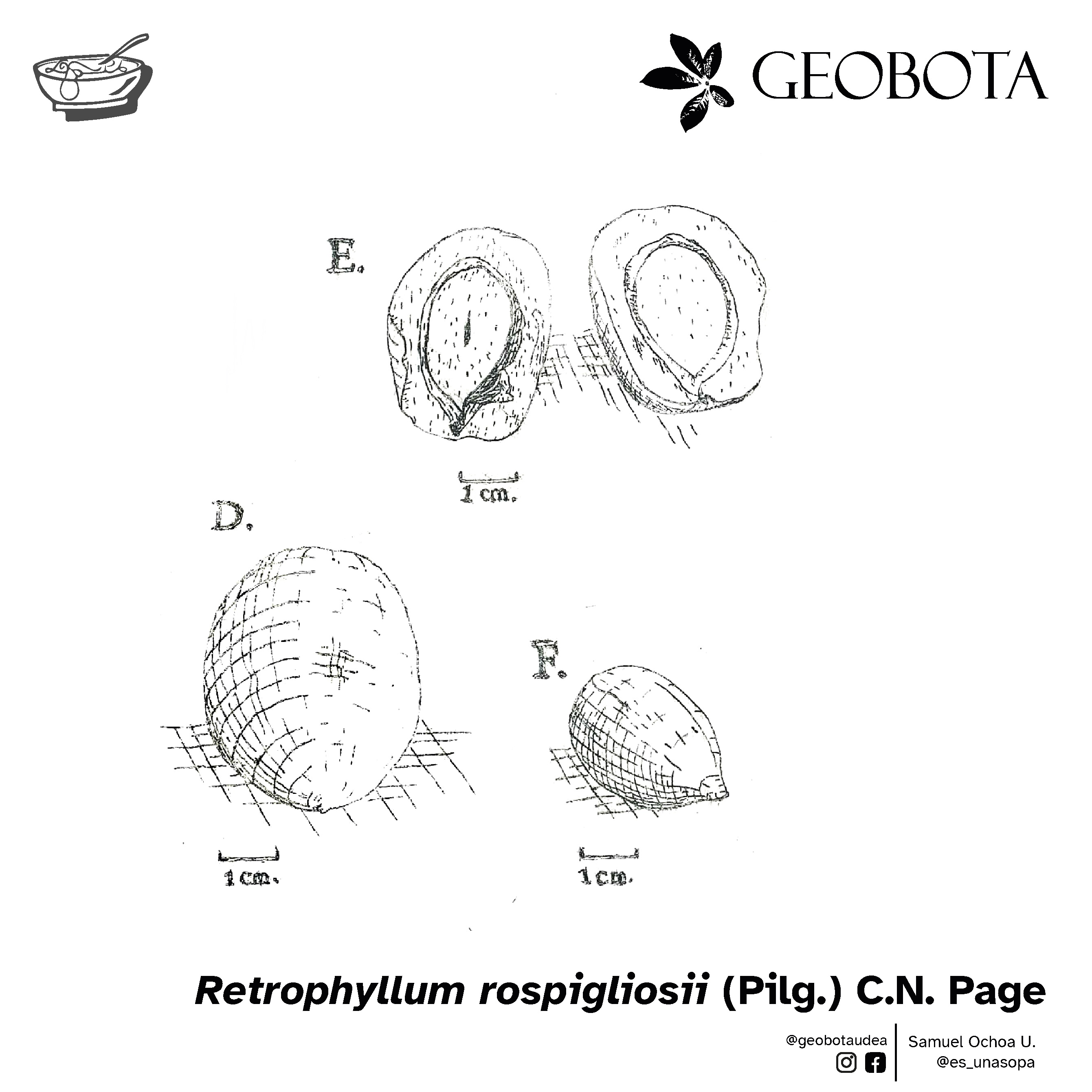 Ilustración botánica mostrando el detalle de los conos femeninos y epimatios de Retrophyllum rospigliosii: (D) epimacio inmaduro, (E) epimacio maduro con semilla y (F) semilla individual. En la parte inferior, se encuentran los créditos de la ilustración y las redes sociales de GEOBOTA, @geobotaudea y Samuel Ochoa U., @es_unasopa.