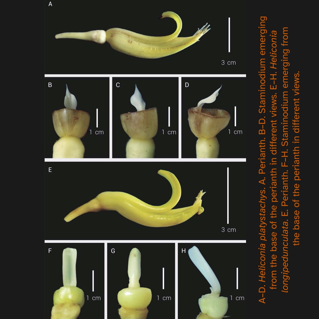 Fotografías que muestran detalles florales de Heliconia platystachys y Heliconia longipedunculata. Se observan vistas del perianto y del estaminodio con diferentes perspectivas y escalas. En el lado derecho se lee: A–D. Heliconia platystachys. A. Perianth. B–D. Staminodium emerging from the base of the perianth in different views. E–H. Heliconia longipedunculata. E. Perianth. F–H. Staminodium emerging from the base of the perianth in different views