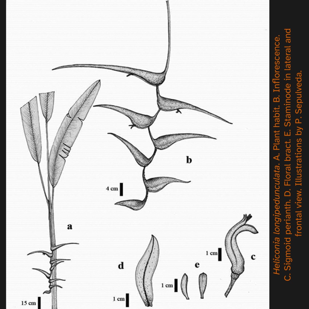 Ilustración botánica de Heliconia longipedunculata, con detalles de hábito, inflorescencias, brácteas florales, y estructura del estaminodio en vistas laterales y frontales. En el lado derecho se lee: Heliconia longipedunculata. A. Plant habit. B. Inﬂorescence. C. Sigmoid perianth. D. Floral bract. E. Staminode in lateral and frontal view. Illustrations by P. Sepulveda