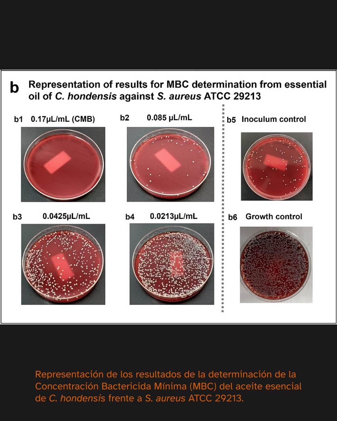 Serie de seis imágenes mostrando los resultados del ensayo de la Concentración Bactericida Mínima (MBC) del aceite esencial de Croton hondensis contra Staphylococcus aureus. Las imágenes incluyen placas con distintas concentraciones del aceite (0.17, 0.085, 0.0425 y 0.0213 µL/mL), junto con controles de inóculo y crecimiento.