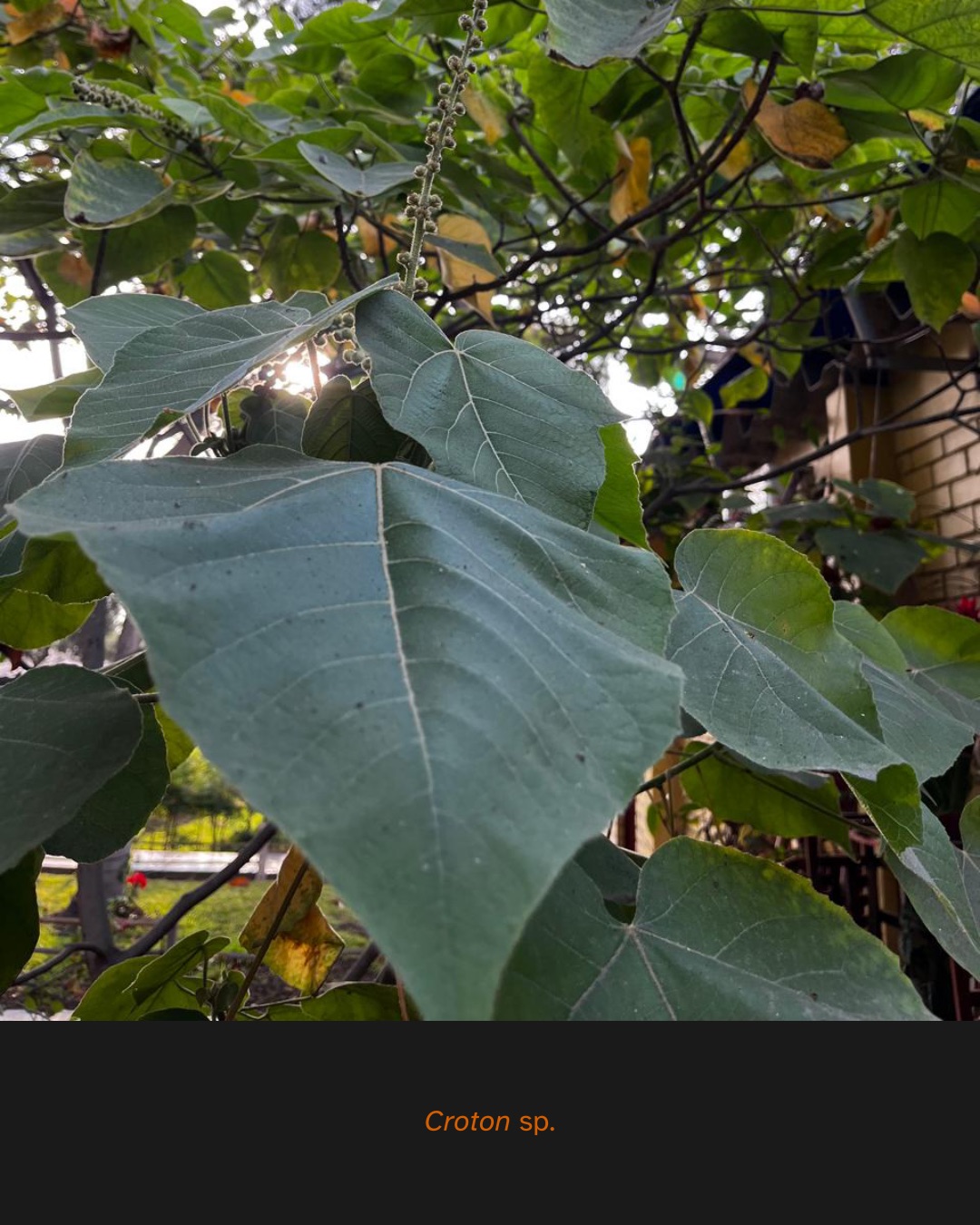 Primer plano de una planta de Croton sp. Se observan hojas grandes y verdes con venación marcada, y un racimo floral en formación al fondo.