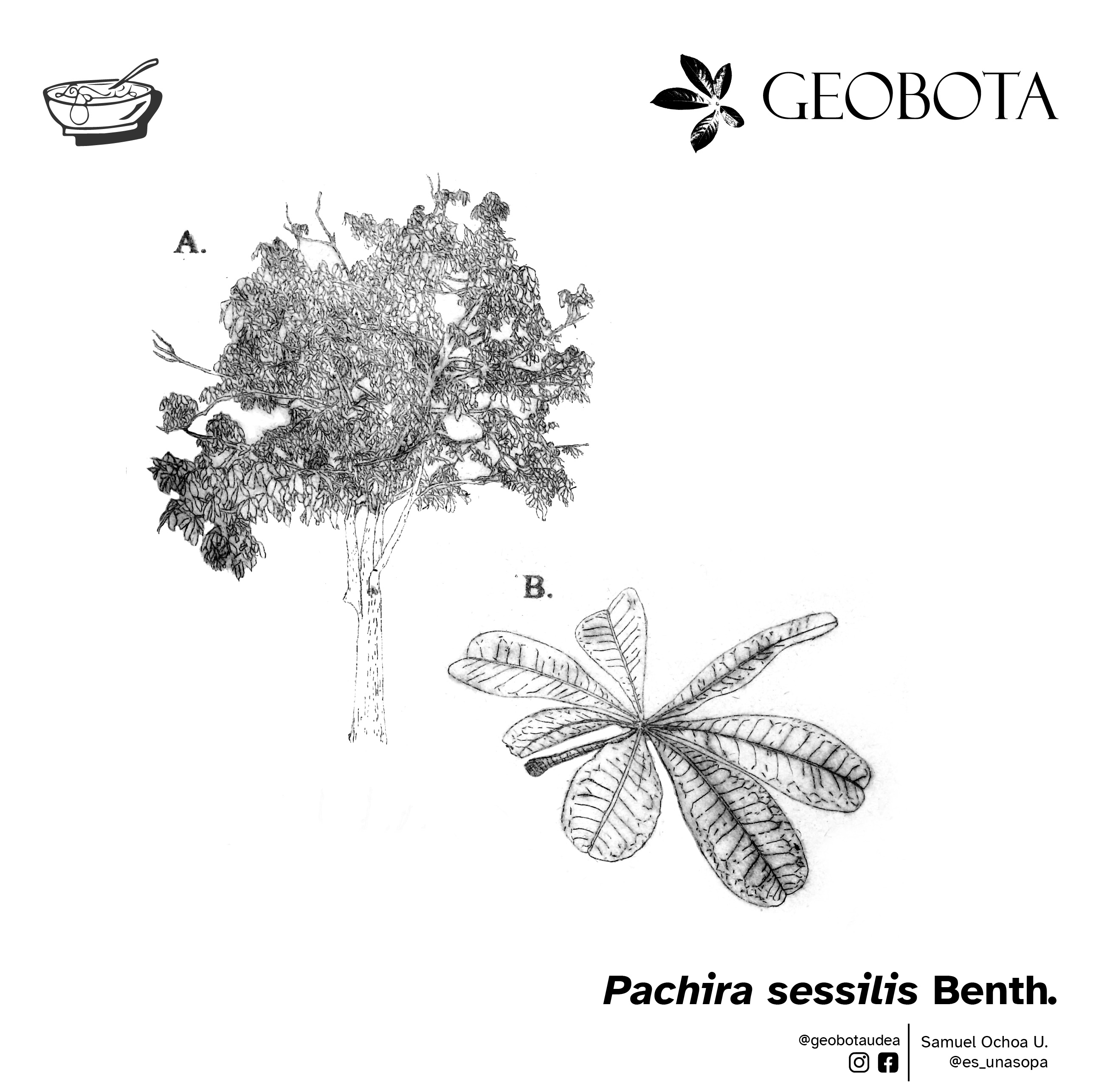 Detalle de Pachira sessilis con el árbol completo (A) y una hoja palmeada (B).