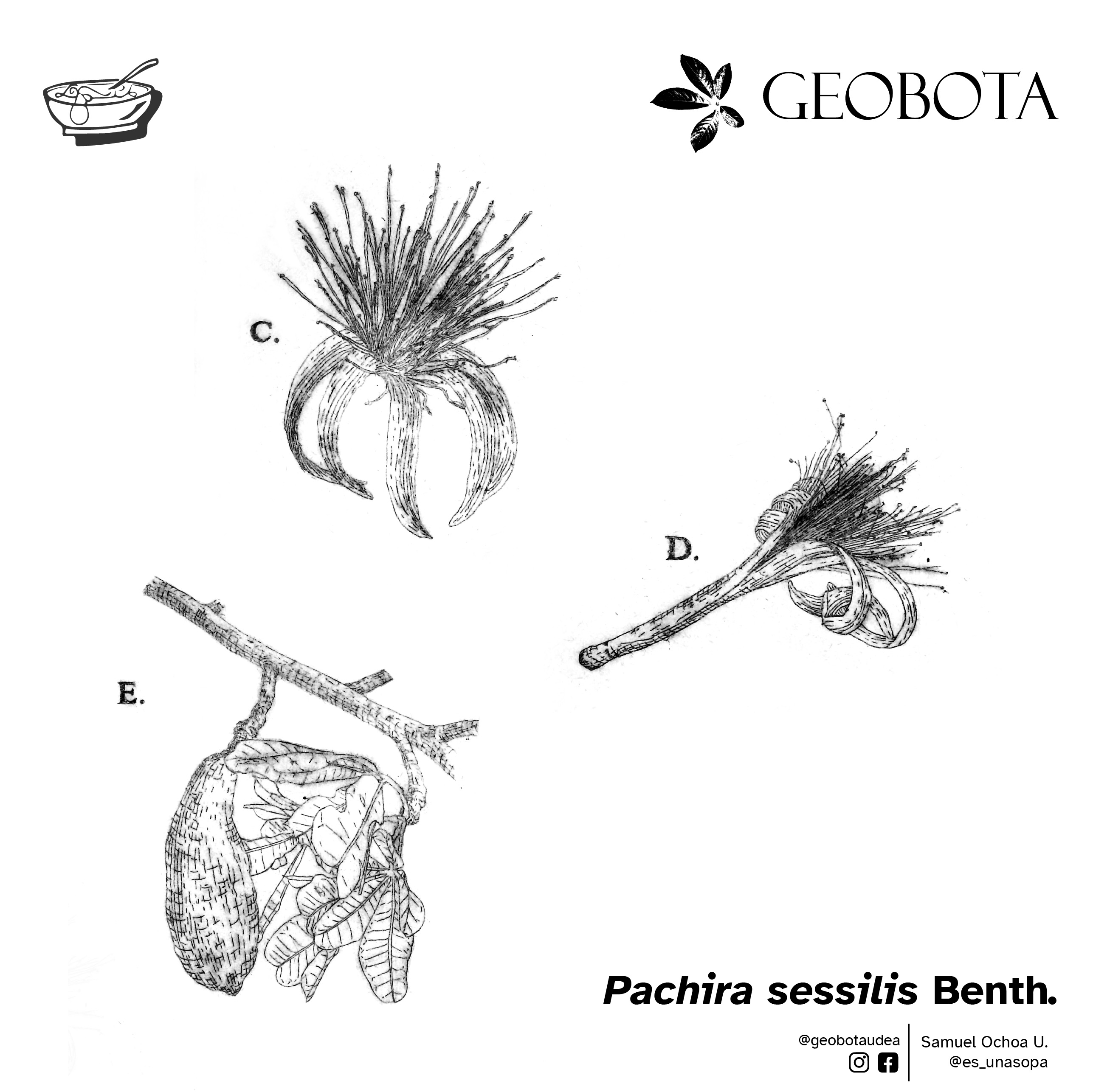 Detalle de Pachira sessilis mostrando su flor (C), un estambre (D) y el fruto leñoso (E).