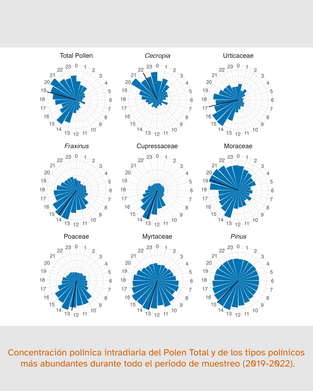 La imagen muestra nueve gráficos de barras polares que representan la concentración polínica intradiaria del polen total y de los tipos polínicos más abundantes durante el periodo de muestreo de 2019 a 2022. Los gráficos están etiquetados como «Total Pollen», «Cecropia», «Urticaceae», «Fraxinus», «Cupressaceae», «Moraceae», «Poaceae», «Myrtaceae» y «Pinus». Cada gráfico tiene un eje circular que va de 0 a 23, indicando las horas del día, y barras azules que muestran la concentración de polen en diferentes momentos del día. El texto en la parte inferior de la imagen está en español y dice: «Concentración polínica intradiaria del Polen Total y de los tipos polínicos más abundantes durante todo el periodo de muestreo (2019-2022).»