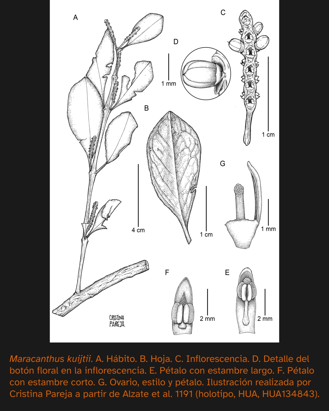 Ilustración botánica en blanco y negro de Maracanthus kuijtii, con detalles de su hábito, hoja, inflorescencia, botón floral, pétalos con estambres largos y cortos, ovario y estilo. La ilustración fue realizada por Cristina Pareja a partir del holotipo depositado en el HUA.