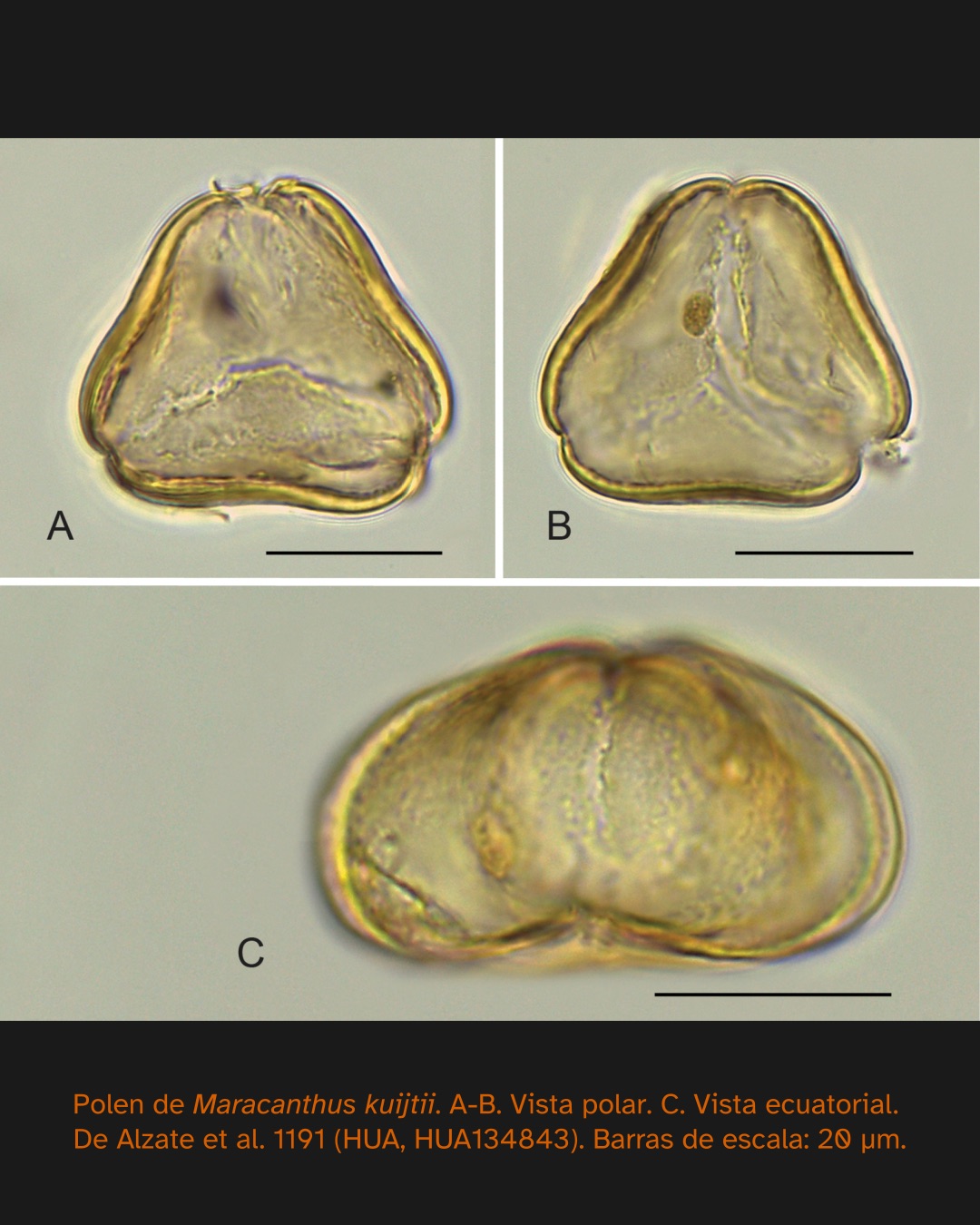 Microfotografías de granos de polen de Maracanthus kuijtii observados al microscopio. Se presentan vistas polares y ecuatoriales, con barras de escala de 20 μm.