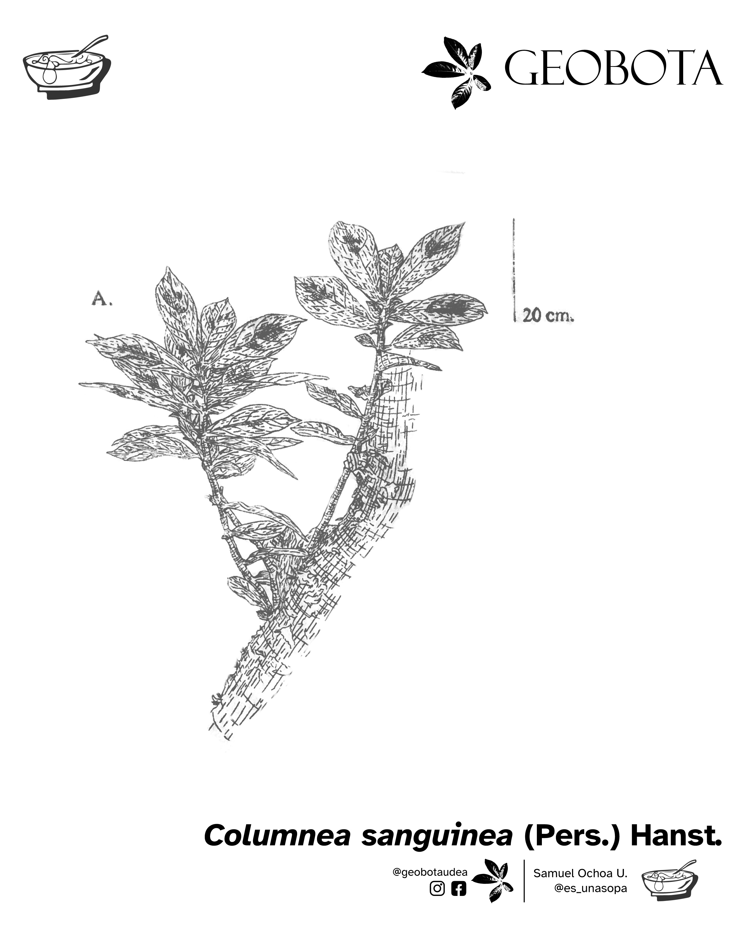 Ilustración científica de Columnea sanguinea (Pers.) Hanst, destacando la estructura de su tallo y la forma de sus hojas. En la parte inferior, se encuentran los créditos de la ilustración y las redes sociales de GEOBOTA, @geobotaudea y Samuel Ochoa U., @es_unasopa.