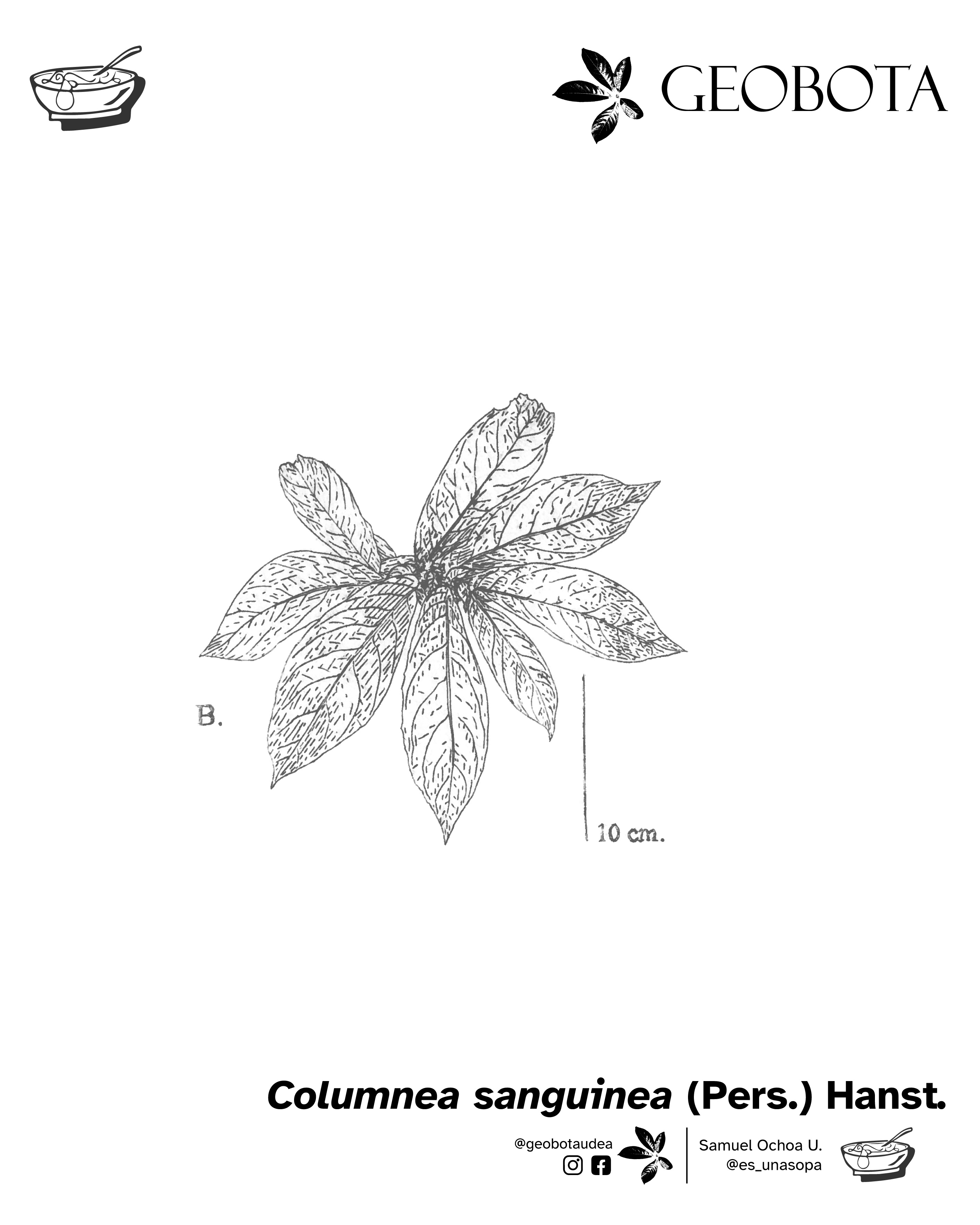 Ilustración científica del haz de las hojas de la planta Columnea sanguinea (Pers.) Hanst. En la parte inferior, se encuentran los créditos de la ilustración y las redes sociales de GEOBOTA, @geobotaudea y Samuel Ochoa U., @es_unasopa.
