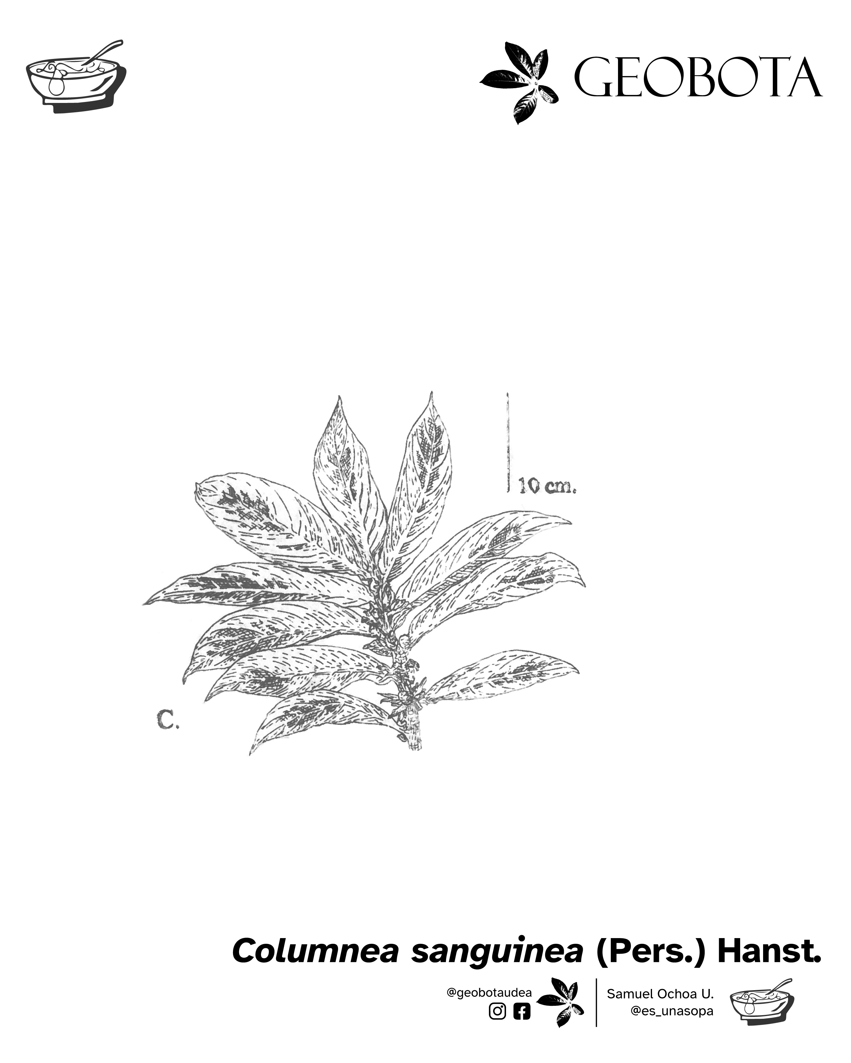 Ilustración científica del envés de las hojas de la planta Columnea sanguinea (Pers.) Hanst., se destacan las manchas rojizas. En la parte inferior, se encuentran los créditos de la ilustración y las redes sociales de GEOBOTA, @geobotaudea y Samuel Ochoa U., @es_unasopa.