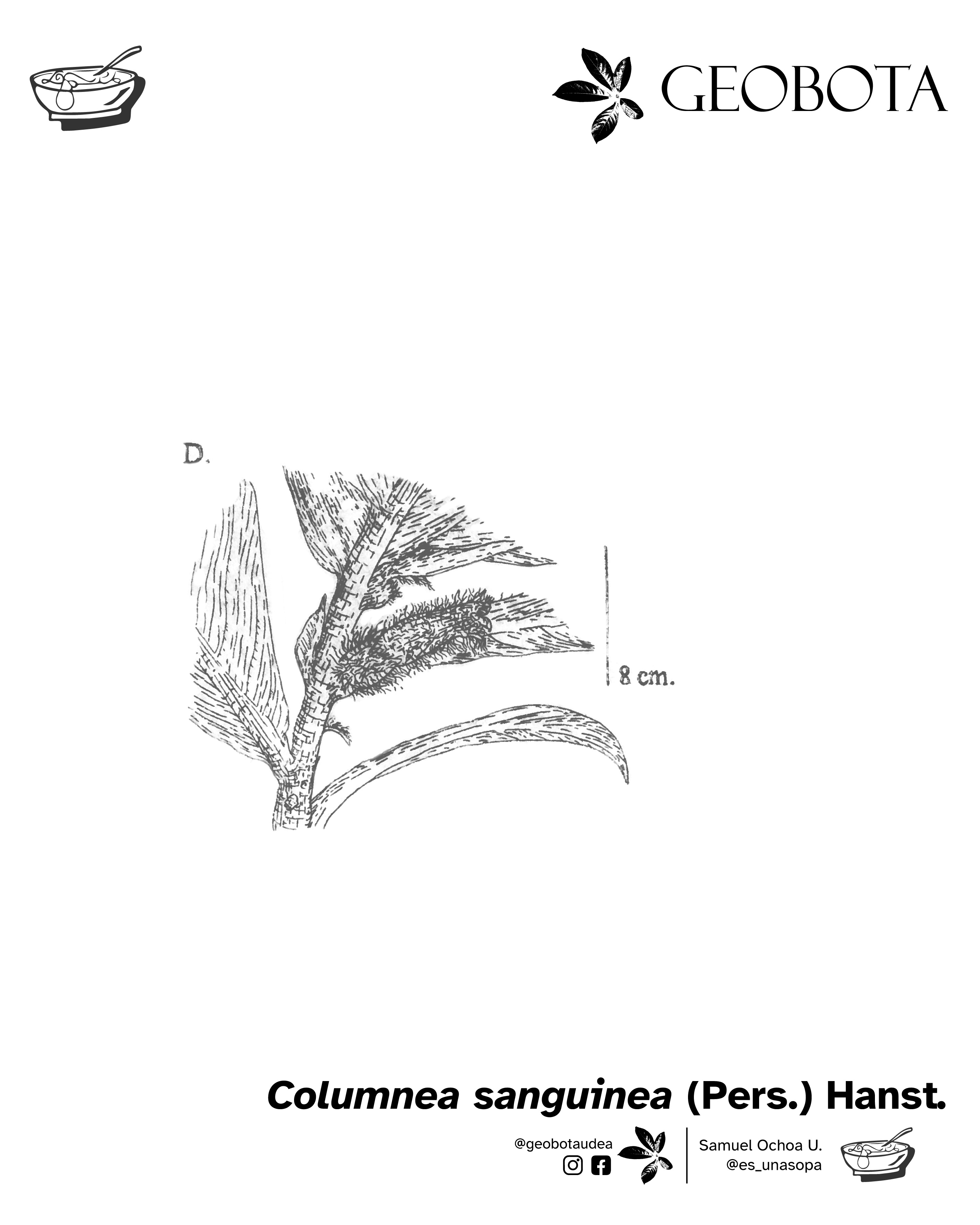 Ilustración científica del haz de las inflorescencias axilares de la planta Columnea sanguinea (Pers.) Hanst. En la parte inferior, se encuentran los créditos de la ilustración y las redes sociales de GEOBOTA, @geobotaudea y Samuel Ochoa U., @es_unasopa.