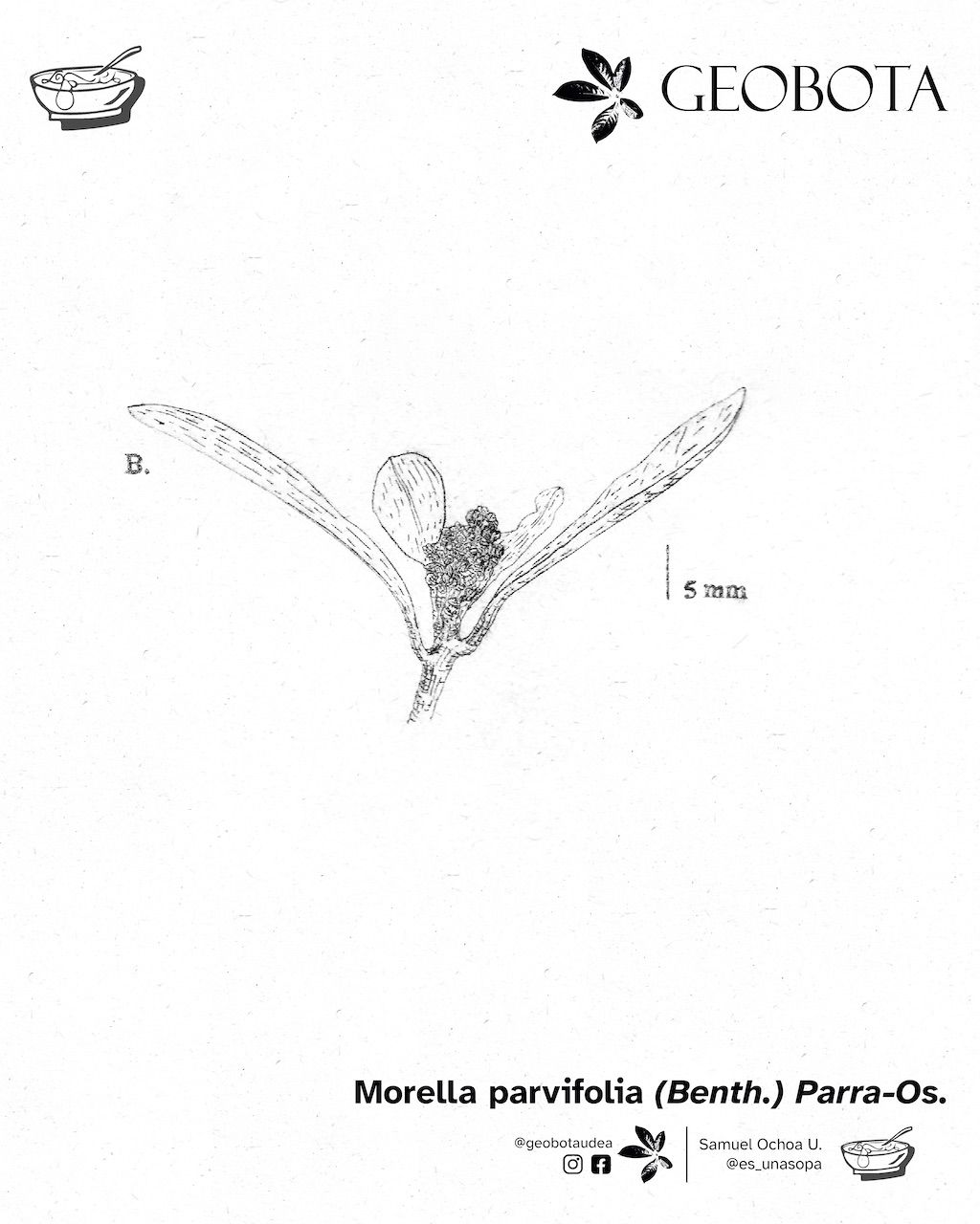 Ilustración científica de una rama con hojas jóvenes de la planta Morella parvifolia (Benth.) Parra-Os. En la parte inferior, se encuentran los créditos de la ilustración y las redes sociales de GEOBOTA, @geobotaudea y Samuel Ochoa U., @es_unasopa.