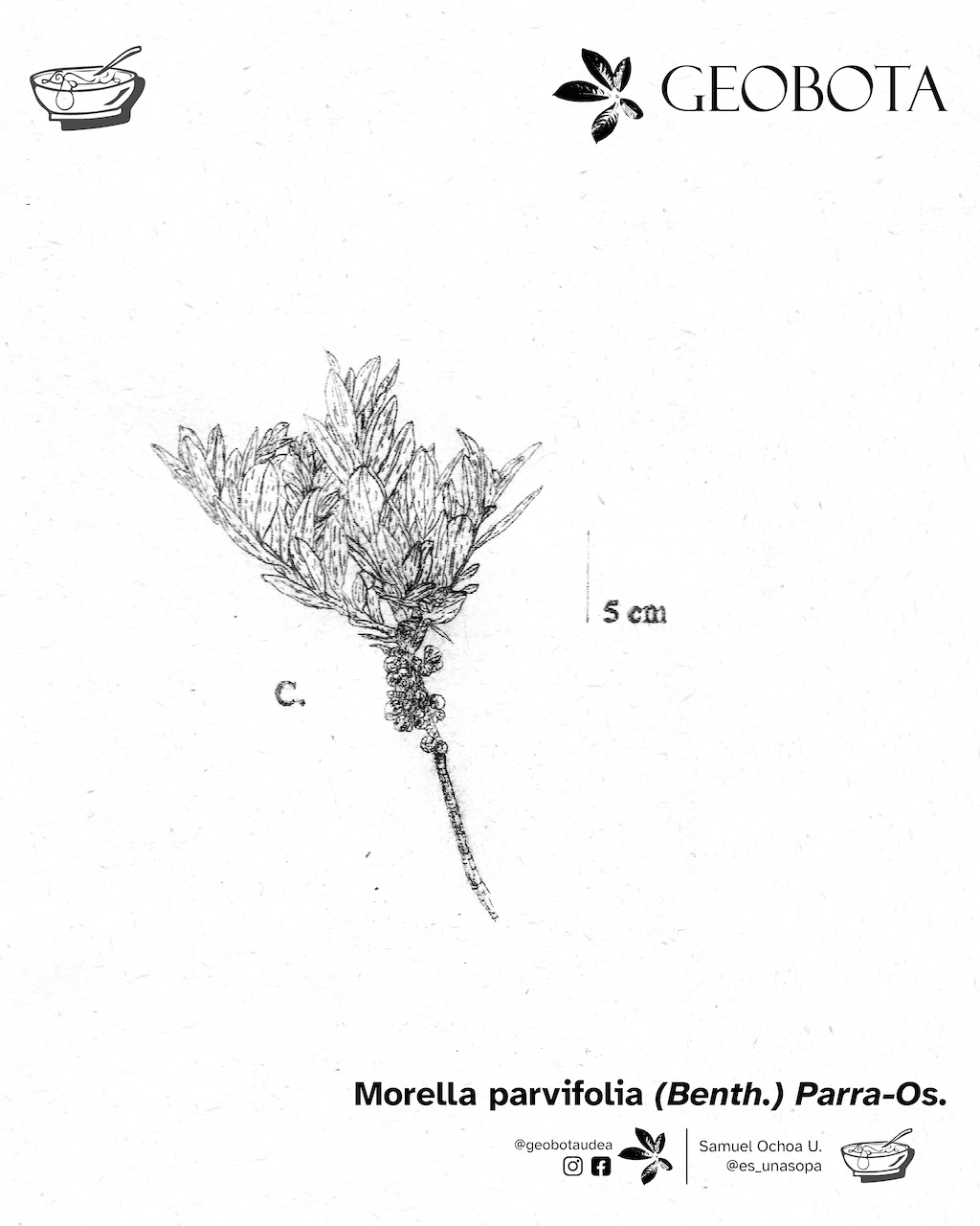 Ilustración científica de la inflorescencia de la planta Morella parvifolia (Benth.) Parra-Os., se destacan las manchas rojizas. En la parte inferior, se encuentran los créditos de la ilustración y las redes sociales de GEOBOTA, @geobotaudea y Samuel Ochoa U., @es_unasopa.