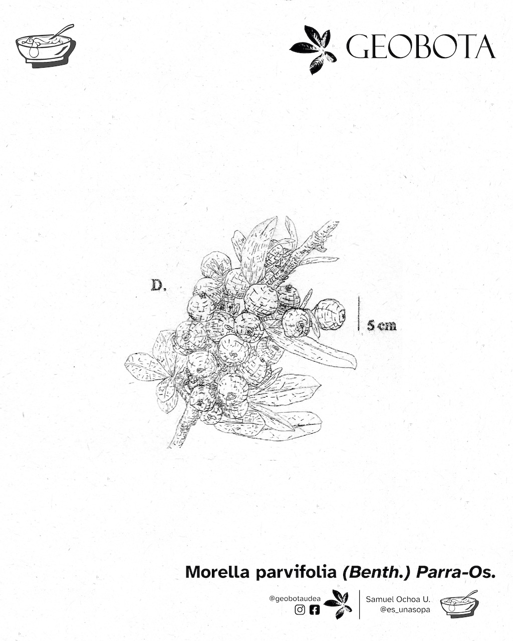 Ilustración científica de los frutos de la planta Morella parvifolia (Benth.) Parra-Os. En la parte inferior, se encuentran los créditos de la ilustración y las redes sociales de GEOBOTA, @geobotaudea y Samuel Ochoa U., @es_unasopa.