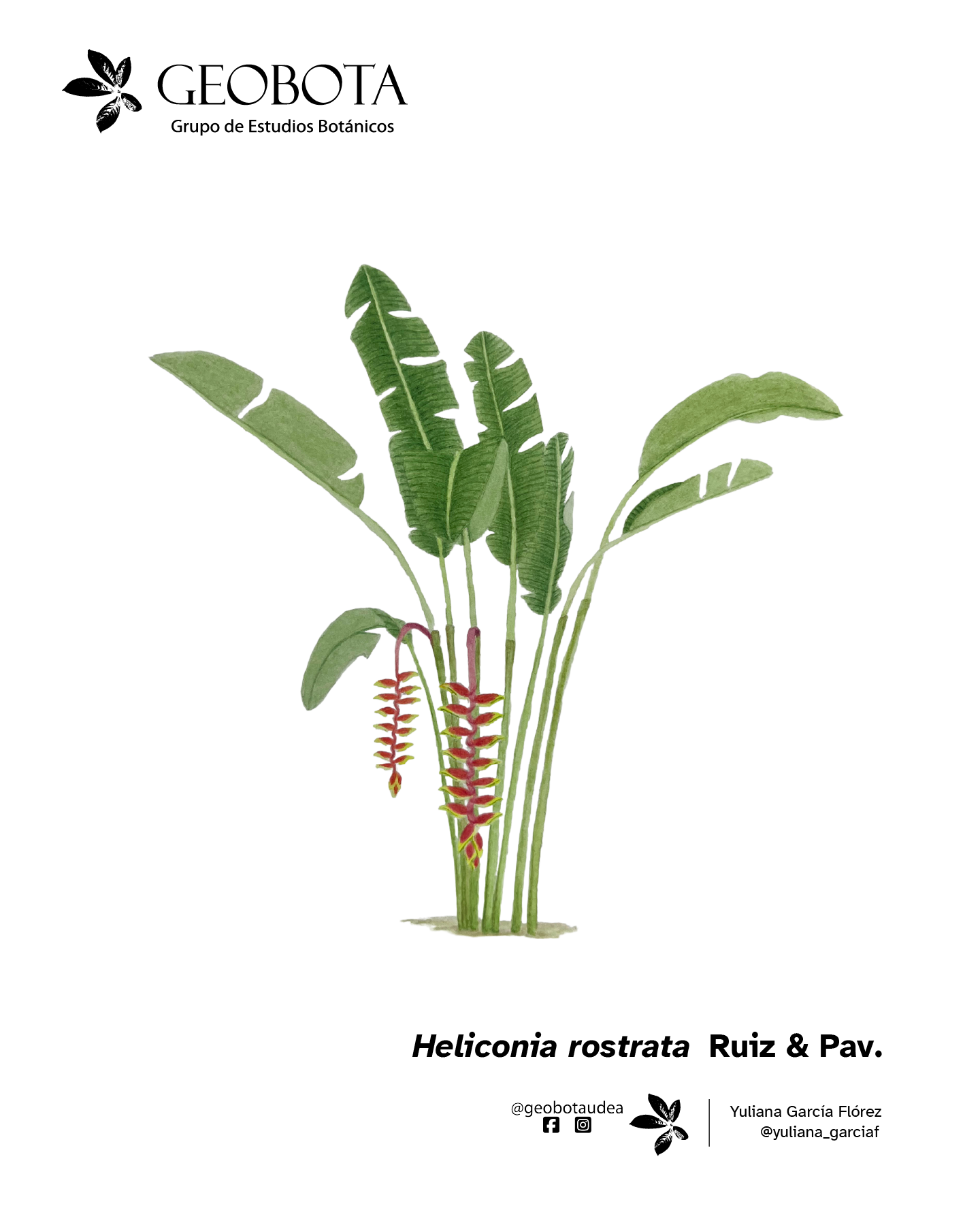 Ilustración botánica a color de Heliconia rostrata Ruiz & Pav. mostrando su hábito herbaceao. En la esquina superior izquierda aparece el logo del Grupo de Estudios Botánicos GEOBOTA. Debajo aparece: «Planta del mes». En la esquina inferior derecha, se encuentran los créditos de la ilustración y las redes sociales de GEOBOTA, @geobotaudea y Yuliana García Flórez, @yuliana_garciaf.