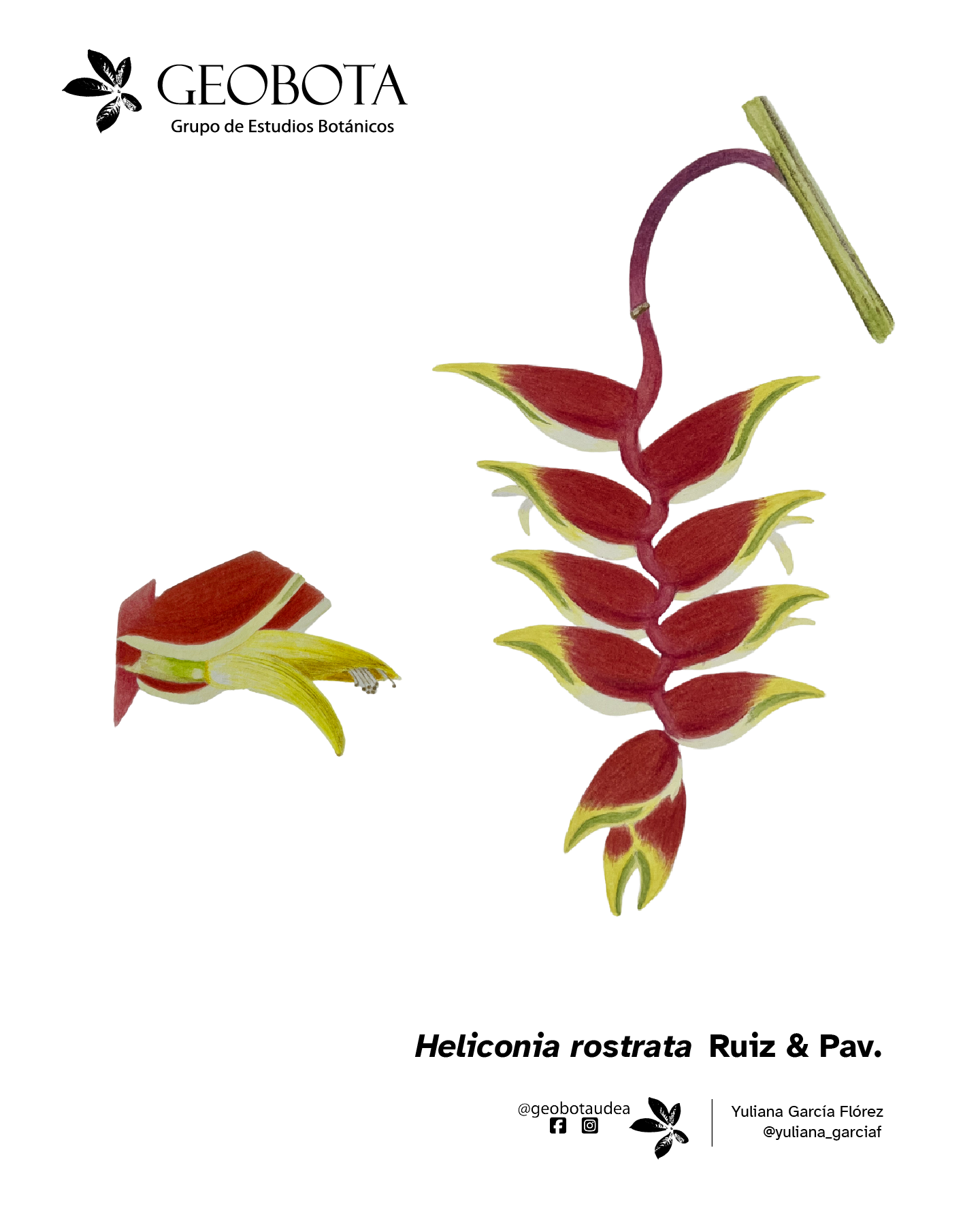 Ilustración botánica a color de Heliconia rostrata Ruiz & Pav. mostrando su inflorescencia y una flor individual. En la esquina superior izquierda aparece el logo del Grupo de Estudios Botánicos GEOBOTA. Debajo aparece: «Planta del mes». En la esquina inferior derecha, se encuentran los créditos de la ilustración y las redes sociales de GEOBOTA, @geobotaudea y Yuliana García Flórez, @yuliana_garciaf.