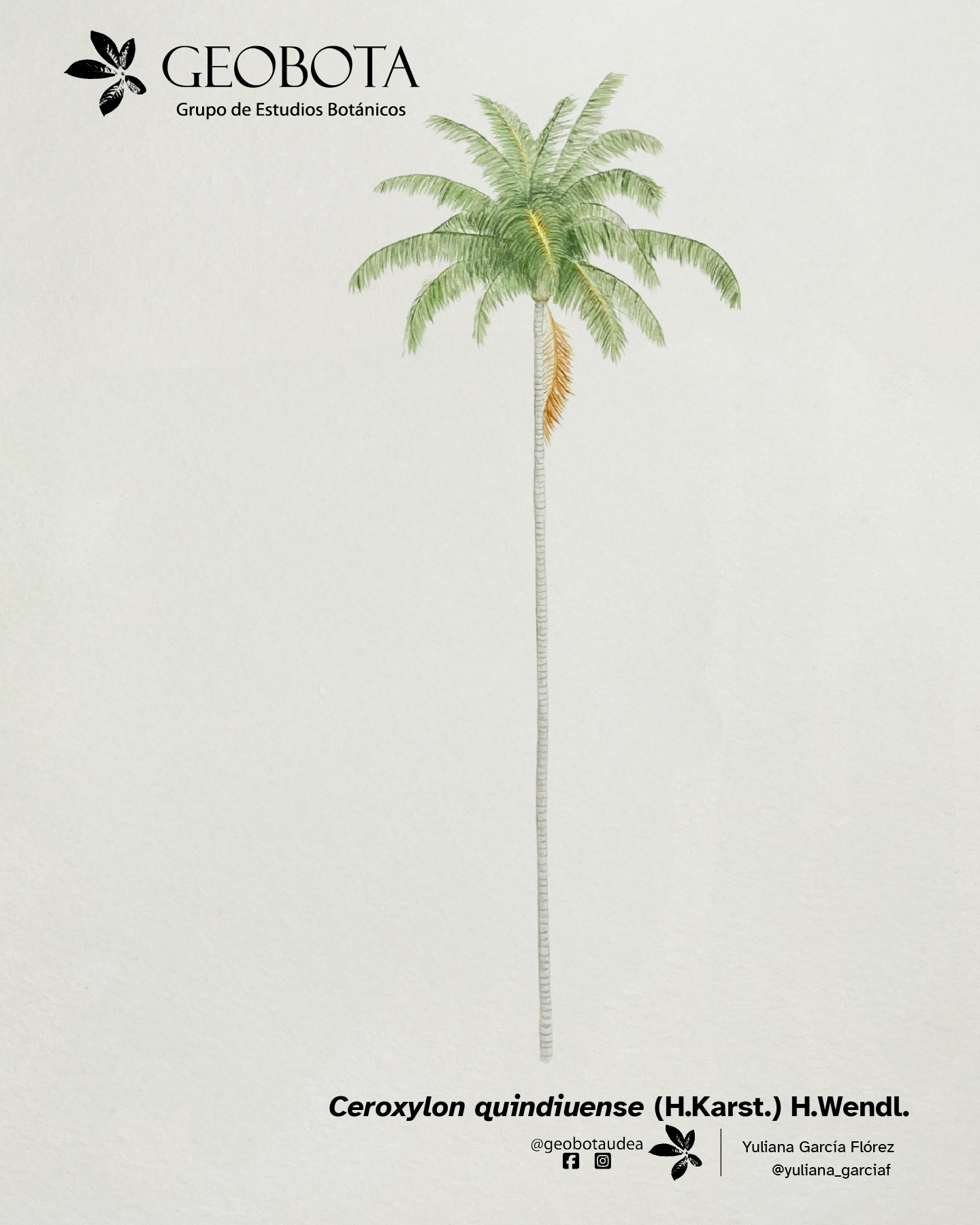 Ilustración botánica a color de Ceroxylon quindiuense (H. Karst.) H. Wendl. mostrando su hábito herbaceao. En la esquina superior izquierda aparece el logo del Grupo de Estudios Botánicos GEOBOTA. Debajo aparece: «Planta del mes». En la esquina inferior derecha, se encuentran los créditos de la ilustración y las redes sociales de GEOBOTA, @geobotaudea y Yuliana García Flórez, @yuliana_garciaf.