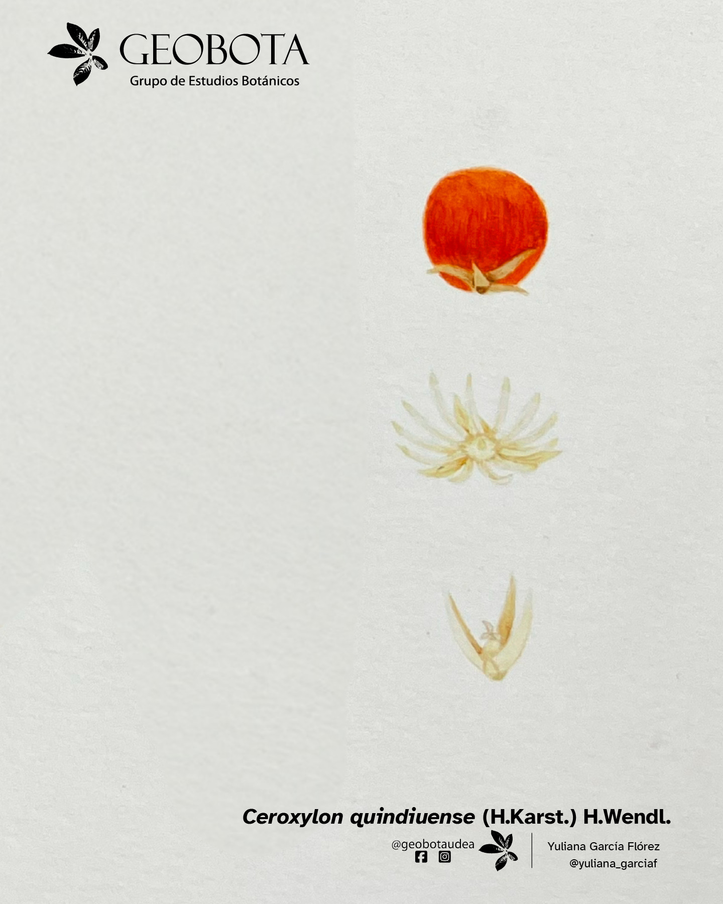 Ilustración botánica a color de Ceroxylon quindiuense (H. Karst.) H. Wendl. mostrando su fruto y flor. En la esquina superior izquierda aparece el logo del Grupo de Estudios Botánicos GEOBOTA. Debajo aparece: «Planta del mes». En la esquina inferior derecha, se encuentran los créditos de la ilustración y las redes sociales de GEOBOTA, @geobotaudea y Yuliana García Flórez, @yuliana_garciaf.