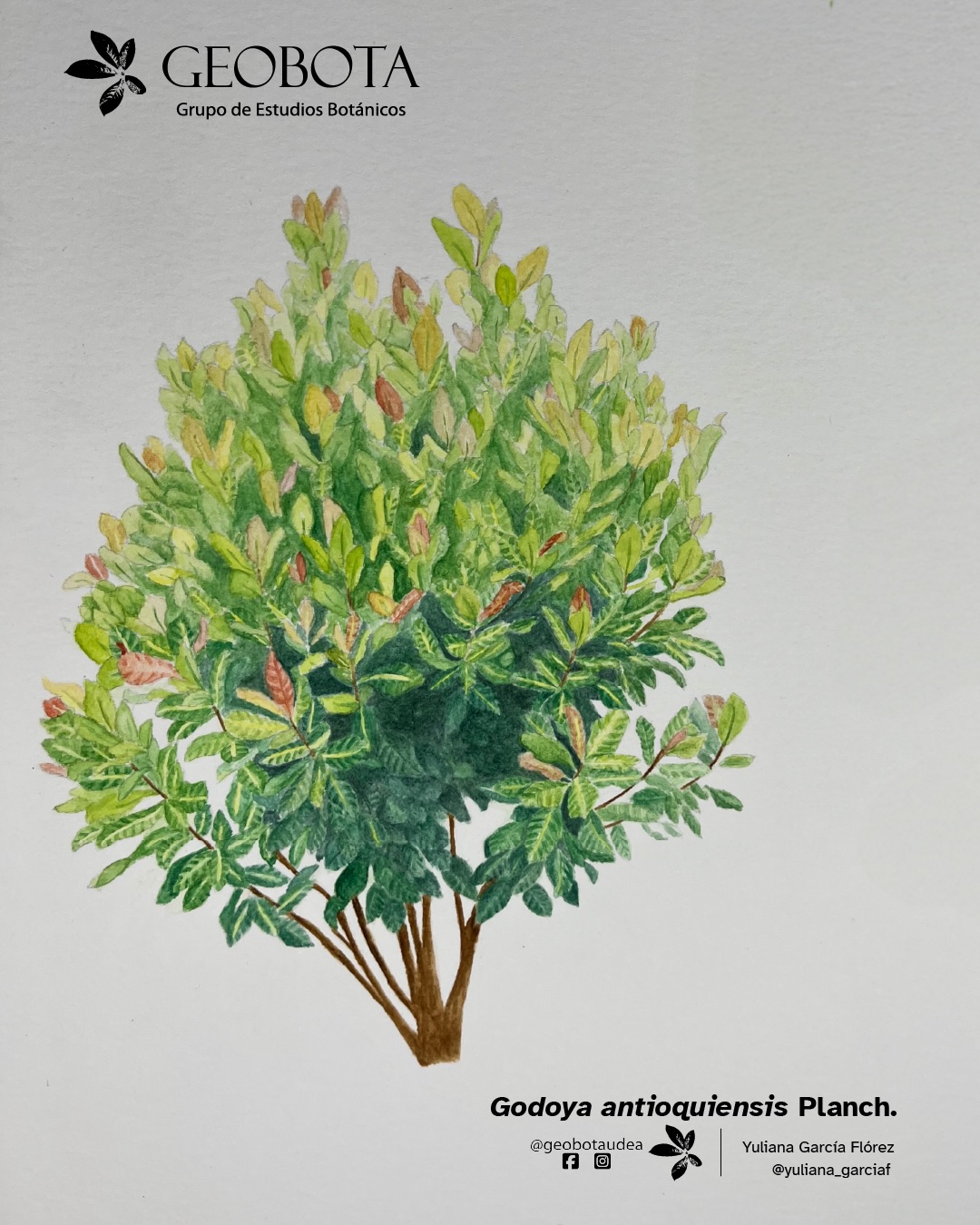 Ilustración botánica a color de Godoya antioquiensis Planch. mostrando su hábito arbustivo. En la esquina superior izquierda aparece el logo del Grupo de Estudios Botánicos GEOBOTA. Debajo aparece: «Planta del mes». En la esquina inferior derecha, se encuentran los créditos de la ilustración y las redes sociales de GEOBOTA, @geobotaudea y Yuliana García Flórez, @yuliana_garciaf.