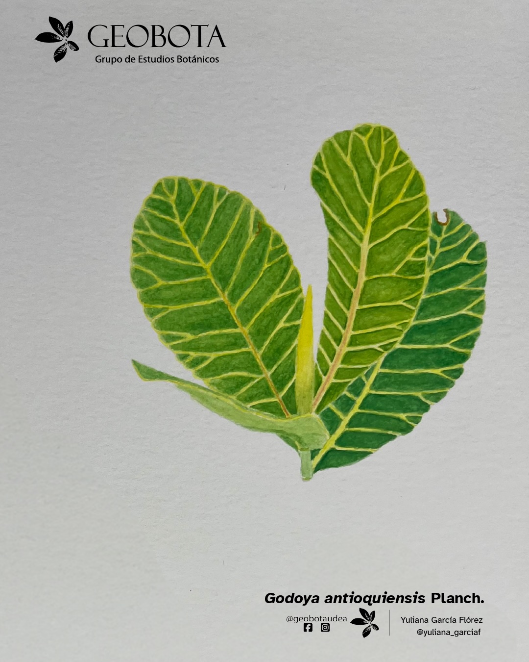 Ilustración botánica a color de Godoya antioquiensis Planch. mostrando su flor. En la esquina superior izquierda aparece el logo del Grupo de Estudios Botánicos GEOBOTA. Debajo aparece: «Planta del mes». En la esquina inferior derecha, se encuentran los créditos de la ilustración y las redes sociales de GEOBOTA, @geobotaudea y Yuliana García Flórez, @yuliana_garciaf.