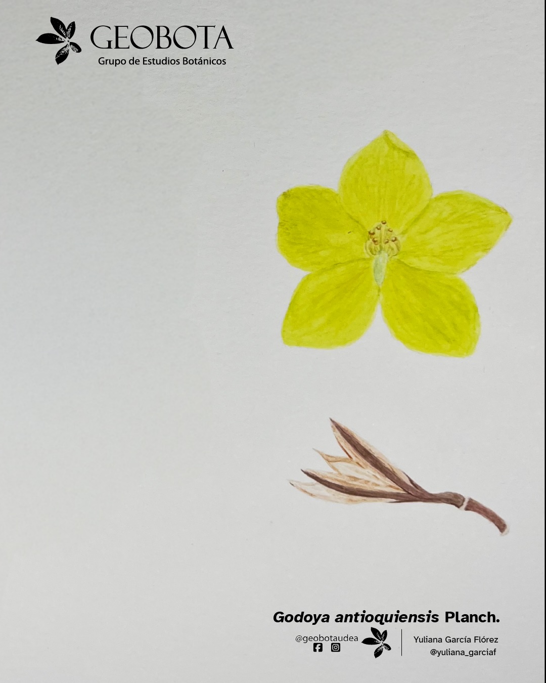Ilustración botánica a color de Godoya antioquiensis Planch. mostrando su fruto. En la esquina superior izquierda aparece el logo del Grupo de Estudios Botánicos GEOBOTA. Debajo aparece: «Planta del mes». En la esquina inferior derecha, se encuentran los créditos de la ilustración y las redes sociales de GEOBOTA, @geobotaudea y Yuliana García Flórez, @yuliana_garciaf.