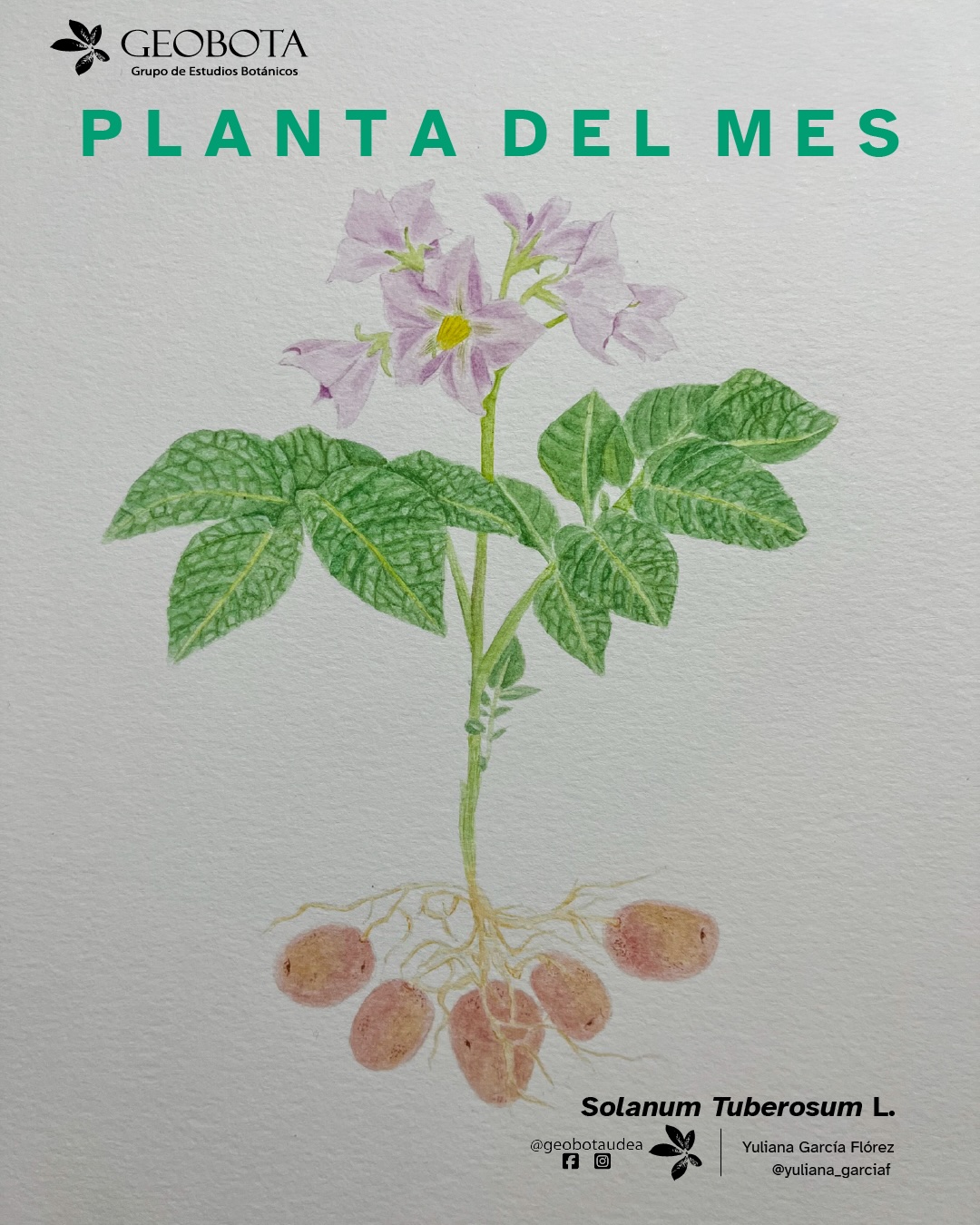 Ilustración botánica a color de Solanum tuberosum L., mostrando diferentes vistas de la planta. En el centro de la imagen se incluye el hábito. En la esquina superior izquierda aparece el logo del Grupo de Estudios Botánicos GEOBOTA. Debajo aparece: «Planta del mes». En la esquina inferior derecha, se encuentran los créditos de la ilustración y las redes sociales de GEOBOTA, @geobotaudea y Yuliana García Flórez, @yuliana_garciaf.
