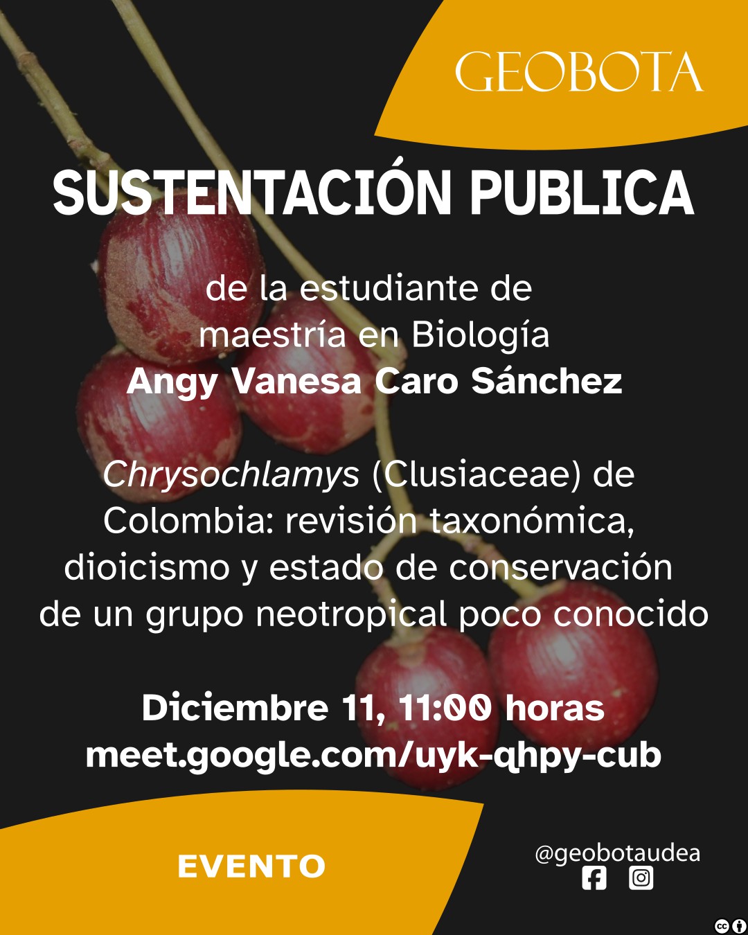 Afiche del Grupo de Estudios Botánicos (GEOBOTA) con fondo negro y detalles gráficos en amarillo. El texto anuncia la sustentación pública de la estudiante de maestría en Biología Angy Vanesa Caro Sánchez, titulada «Chrysochlamys (Clusiaceae) de Colombia: revisión taxonómica, dioicismo y estado de conservación de un grupo neotropical poco conocido». El evento se realizará el 11 de diciembre a las 11:00 a.m. a través del enlace meet.google.com/uyk-qhpy-cub. En el fondo se observan frutos rojos en racimo. En la parte inferior aparecen los íconos de redes sociales de GEOBOTA.