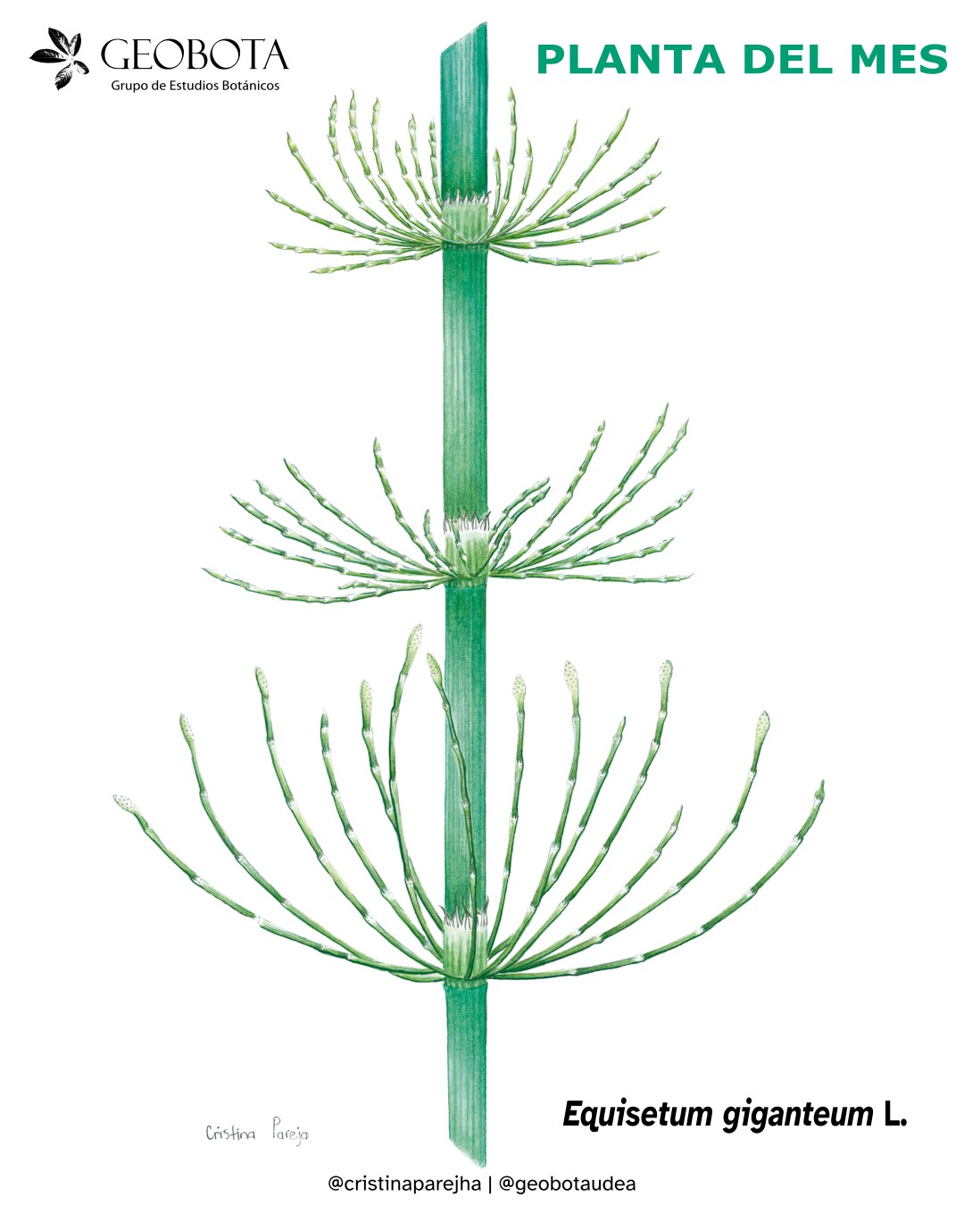 Ilustración botánica a color de Equisetum giganteum L. mostrando su tallo y ramas. En la esquina superior izquierda aparece el logo del Grupo de Estudios Botánicos GEOBOTA. Debajo aparece: «Planta del mes». En la parte inferior, se encuentran los créditos de la ilustración y las redes sociales de GEOBOTA, @geobotaudea y Cristina Pareja @cristinaparejha.