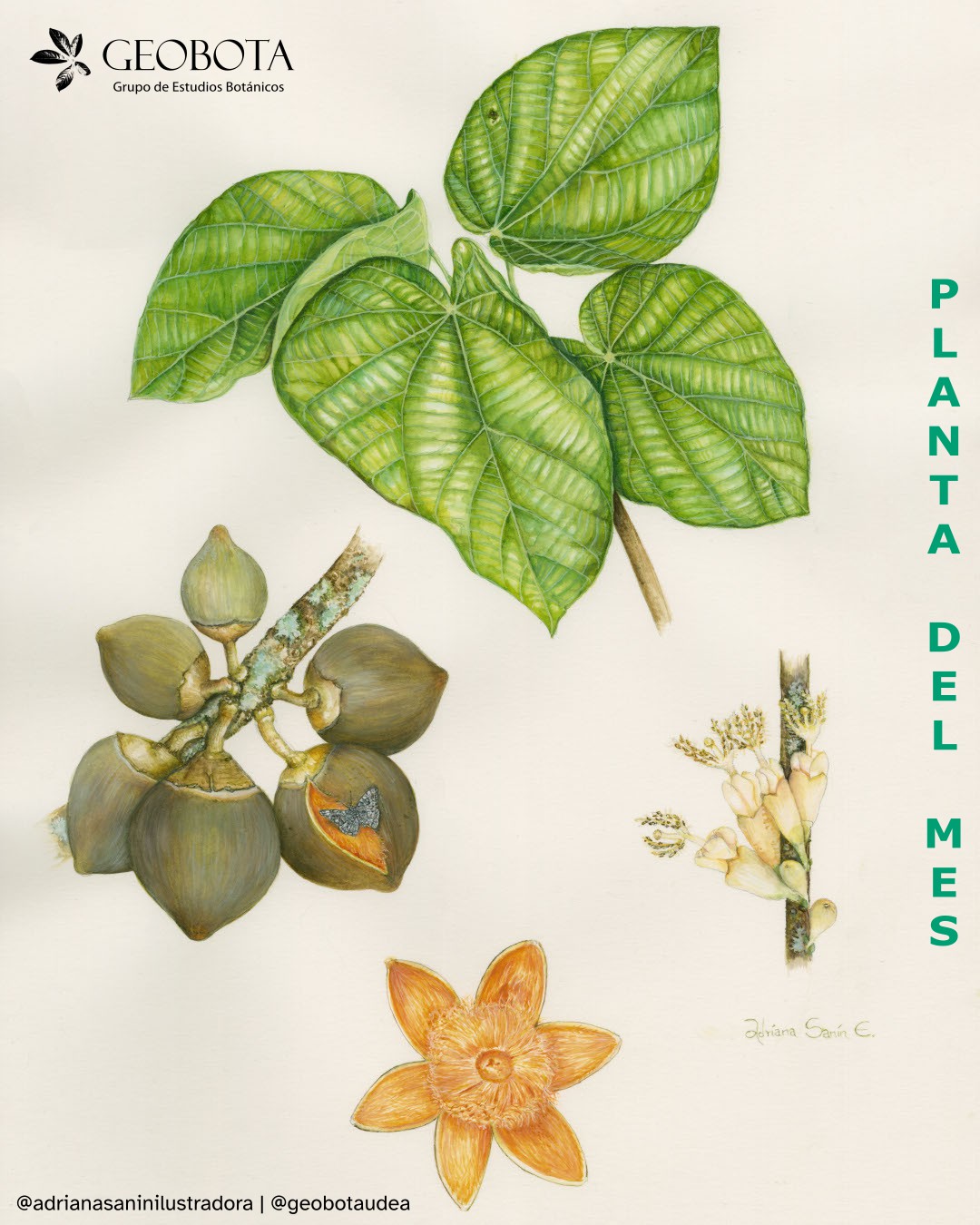 Ilustración botánica a color de Matisia cordata Bonpl., mostrando diferentes vistas de la planta. En el centro de la imagen se incluye el hábito. En la derecha un detalle de una hoja. En la izquierda una infrutescencia y un fruto partido. En la esquina superior izquierda aparece el logo del Grupo de Estudios Botánicos GEOBOTA. En el margen derecho dice «Planta del mes». En la parte inferior, se encuentran los créditos de la ilustración @adrianasaninilustradora y @geobotaudea.