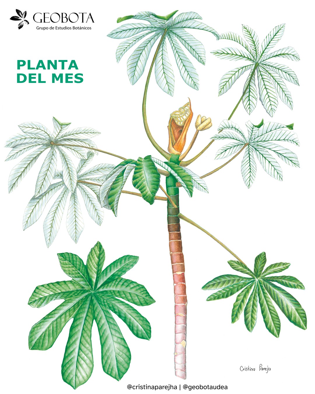 Ilustración botánica a color de Cecropia mutisiana (Aubl.) D.Don, mostrando diferentes vistas de la planta. En el centro de la imagen se incluye el hábito. En la esquina superior izquierda aparece el logo del Grupo de Estudios Botánicos GEOBOTA y debajo dice «Planta del mes». En la parte inferior, se encuentran los créditos de la ilustración @cristinaparejha y @geobotaudea.
